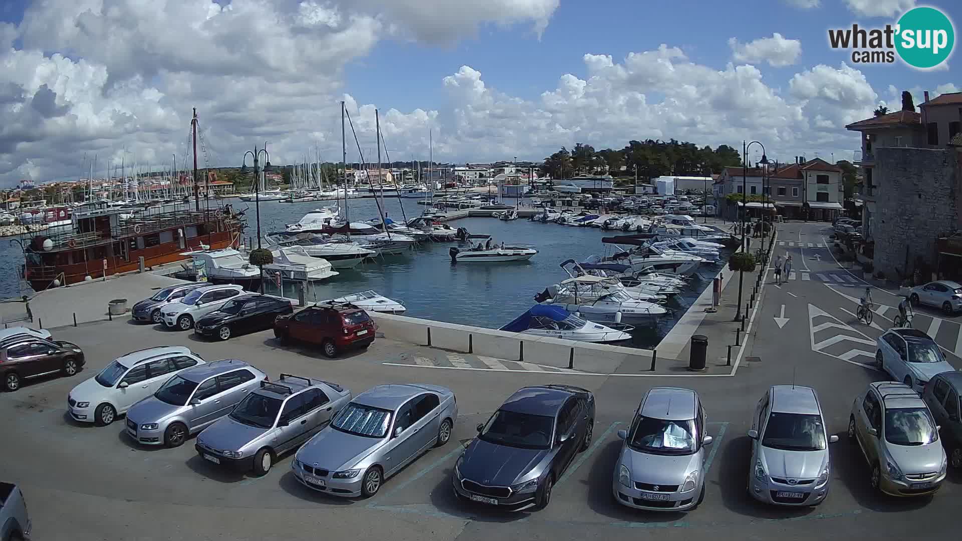 Novigrad | Porporela marina