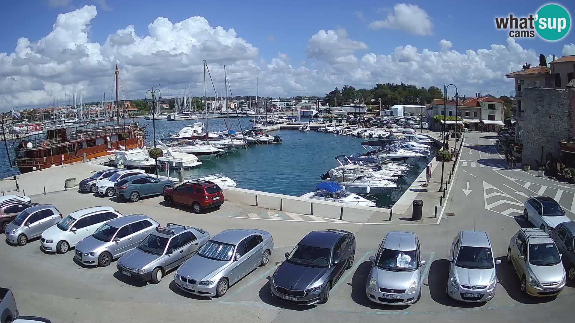 Novigrad | Porporela marina