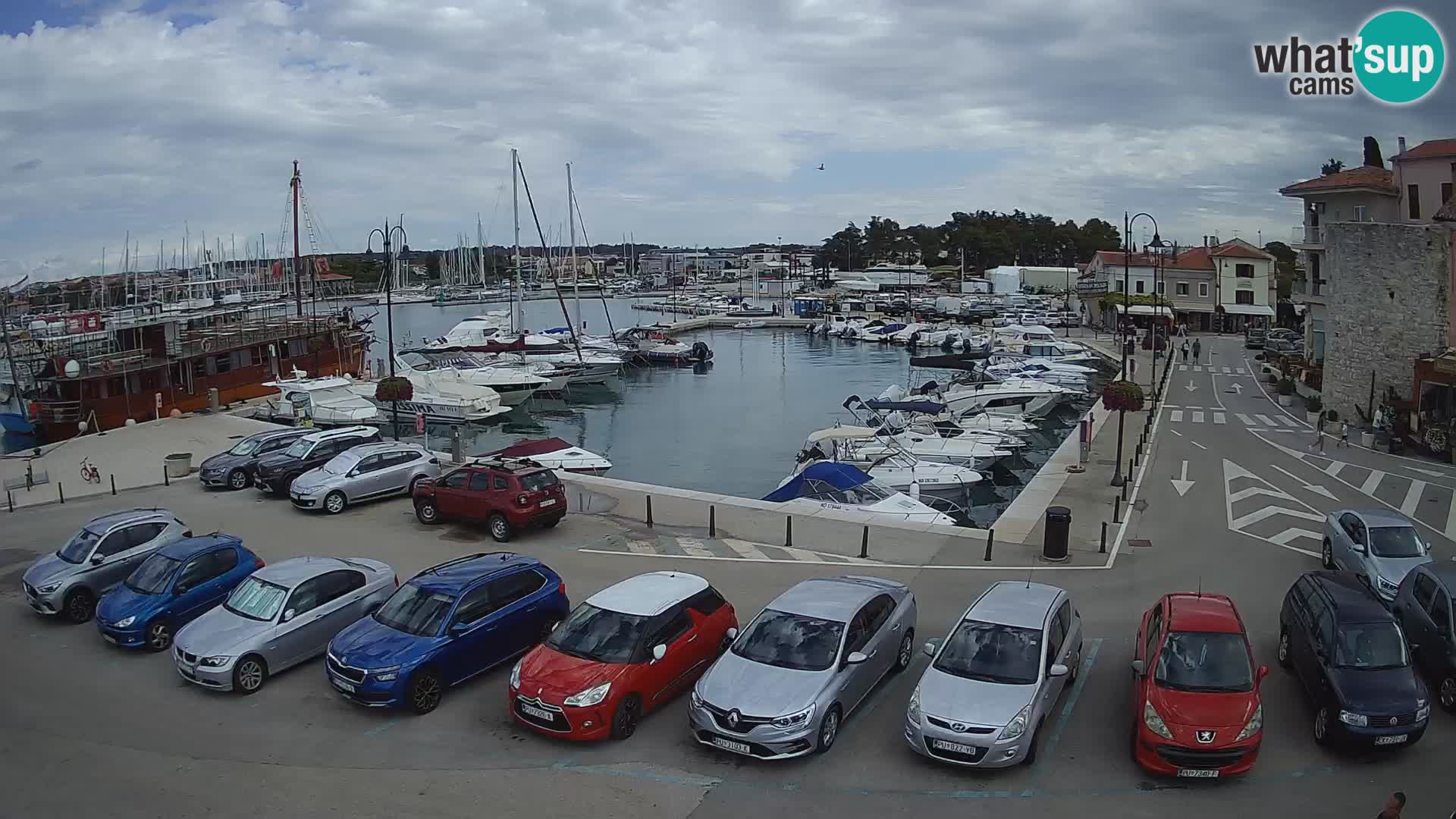 Novigrad | Porporela marina