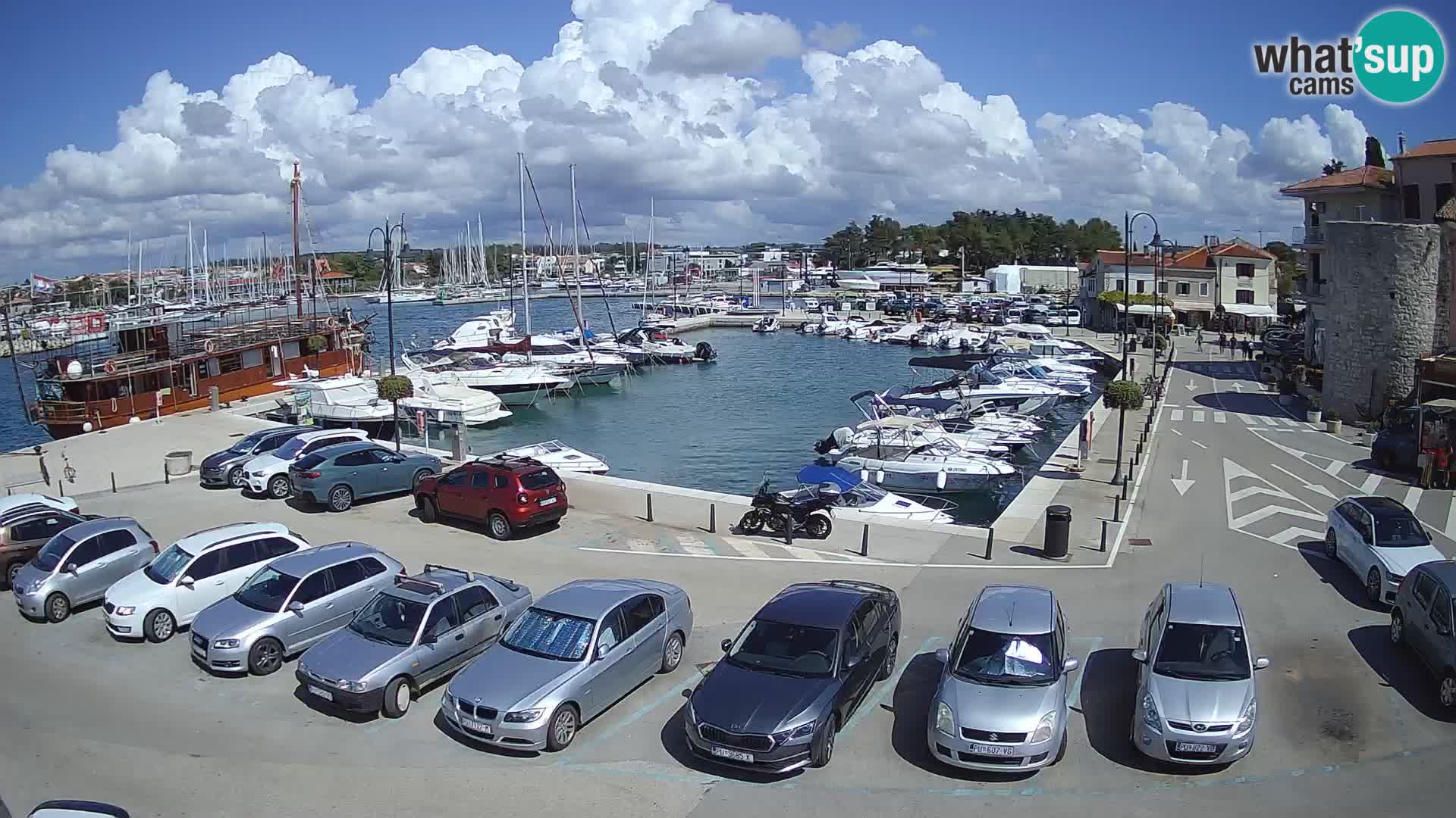 Novigrad | Porporela marina
