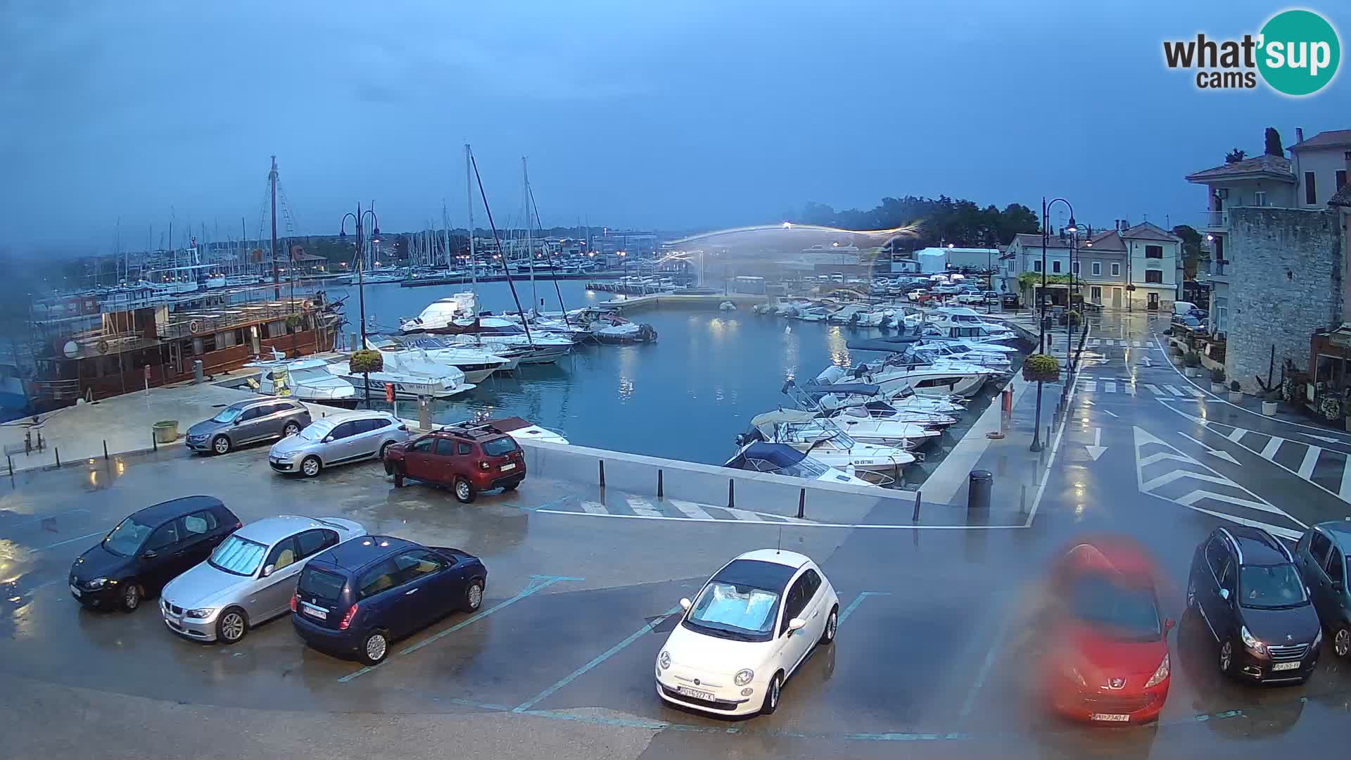 Novigrad | Porporela marina