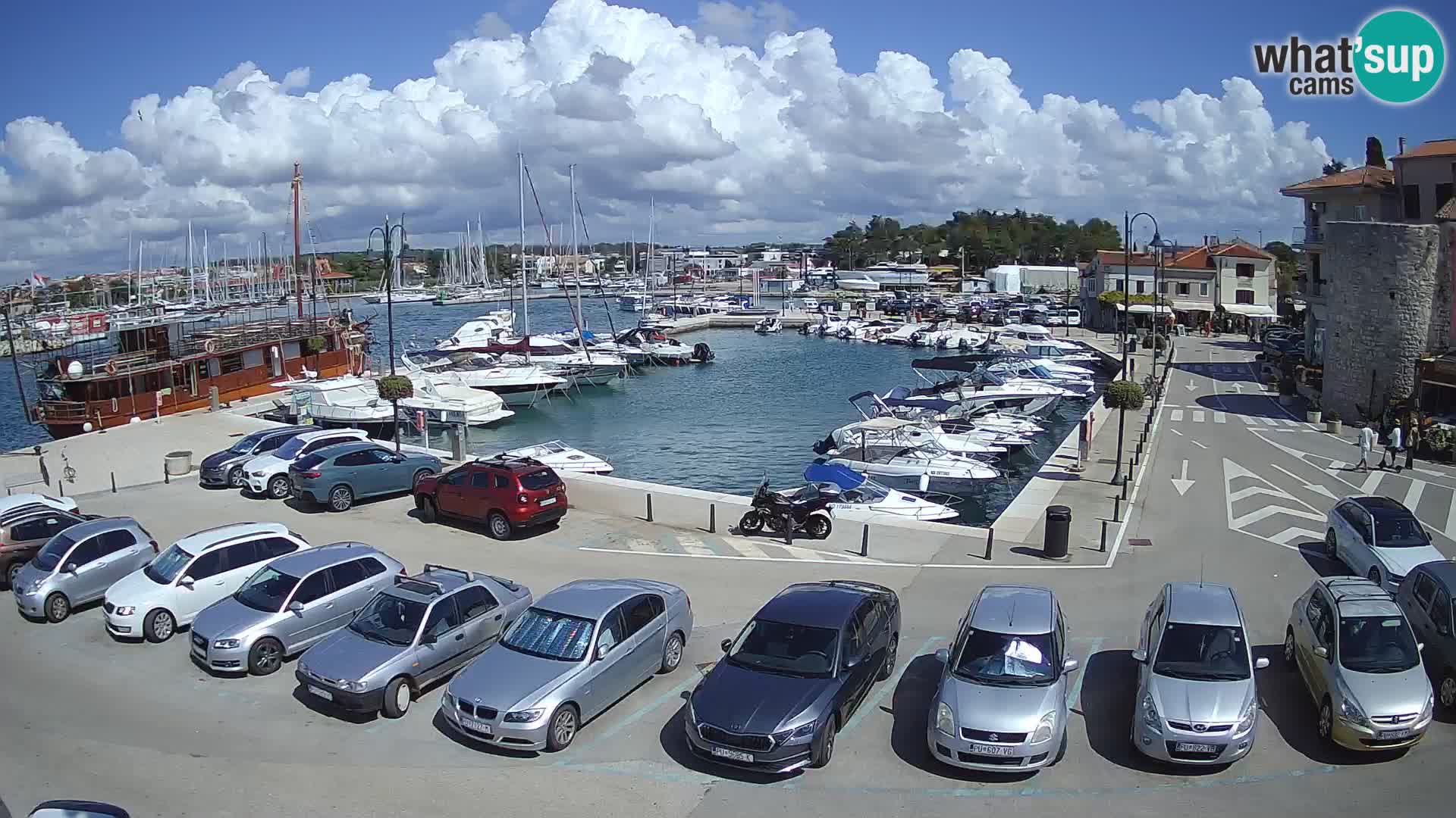 Novigrad | Porporela marina