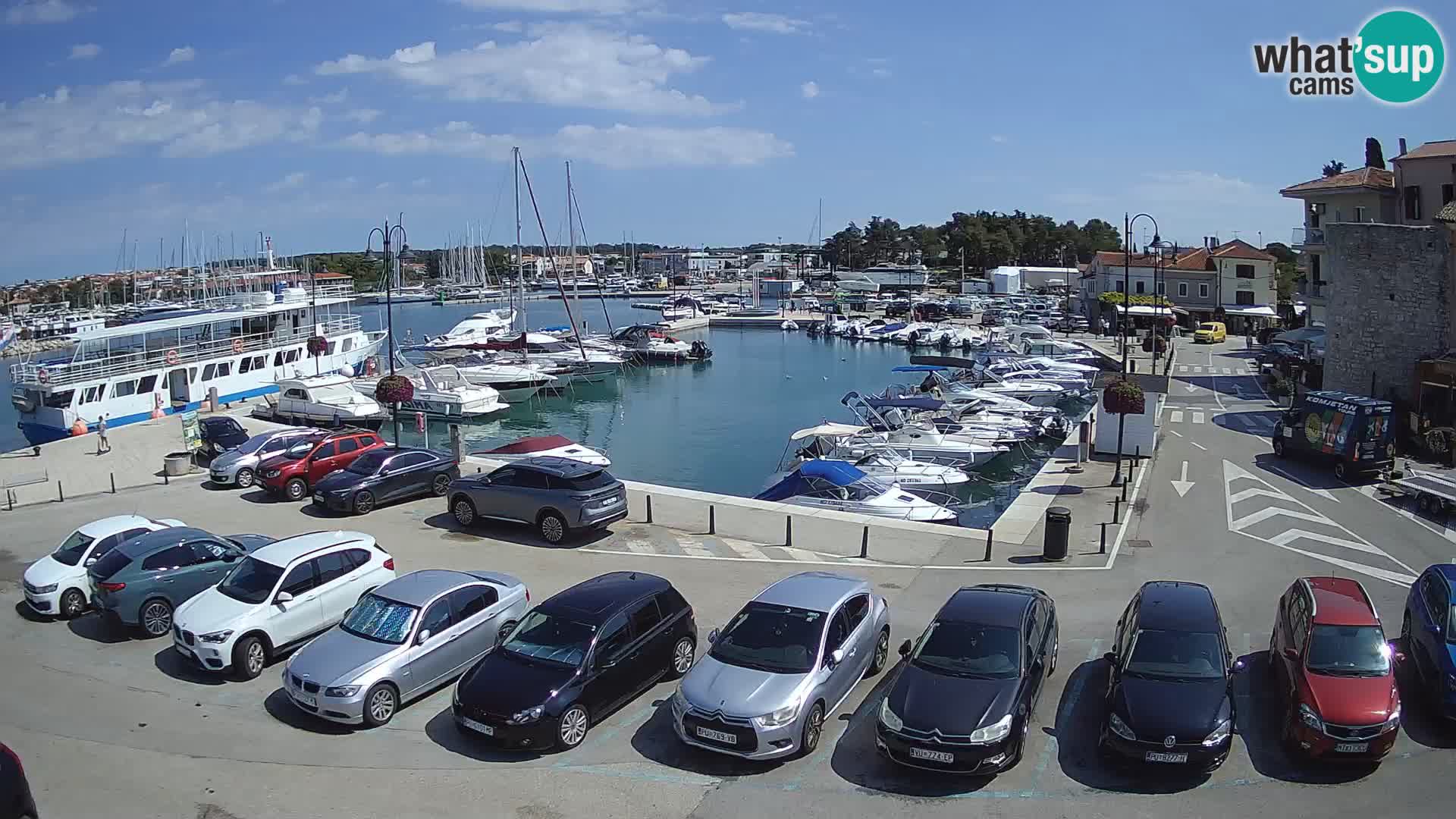 Novigrad | Porporela marina