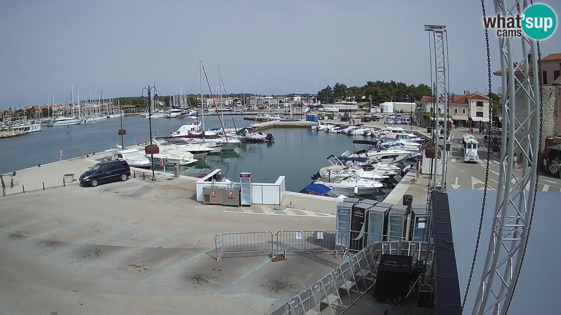 Novigrad | Porporela marina