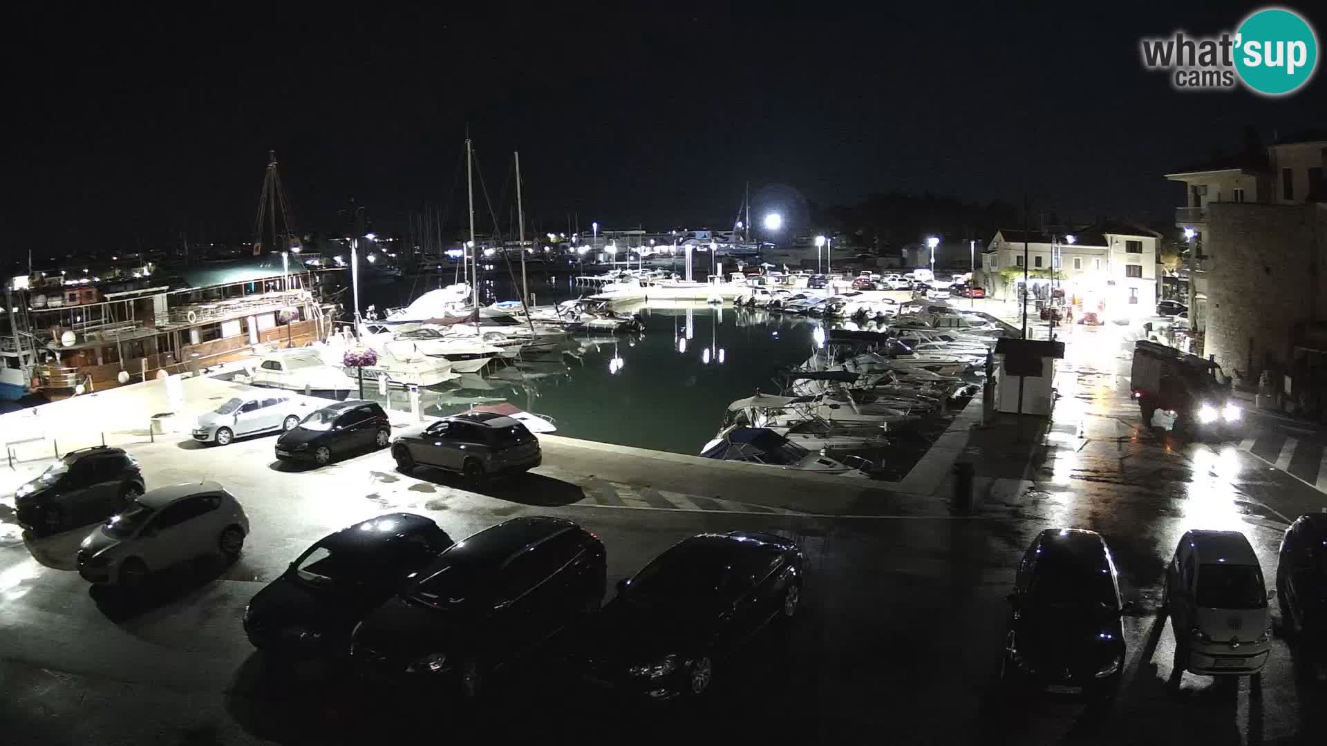Novigrad | Porporela marina