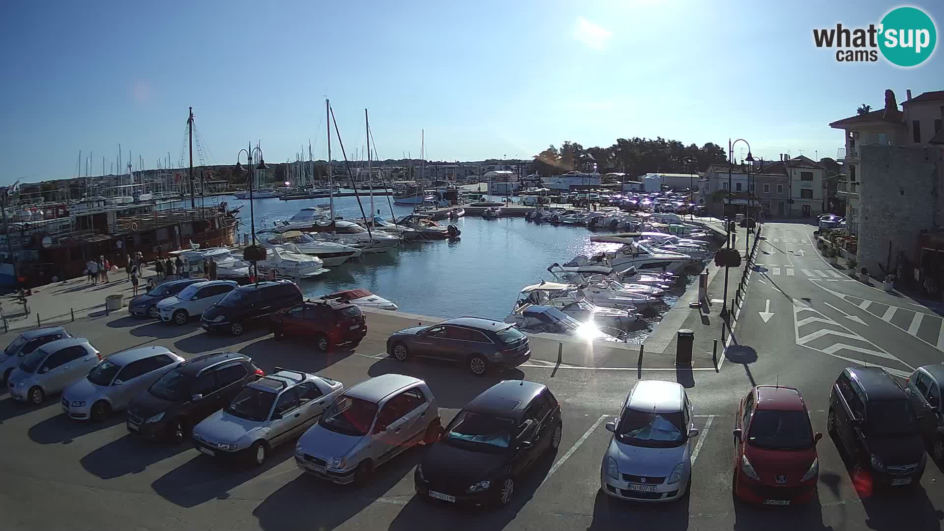 Novigrad | Porporela marina