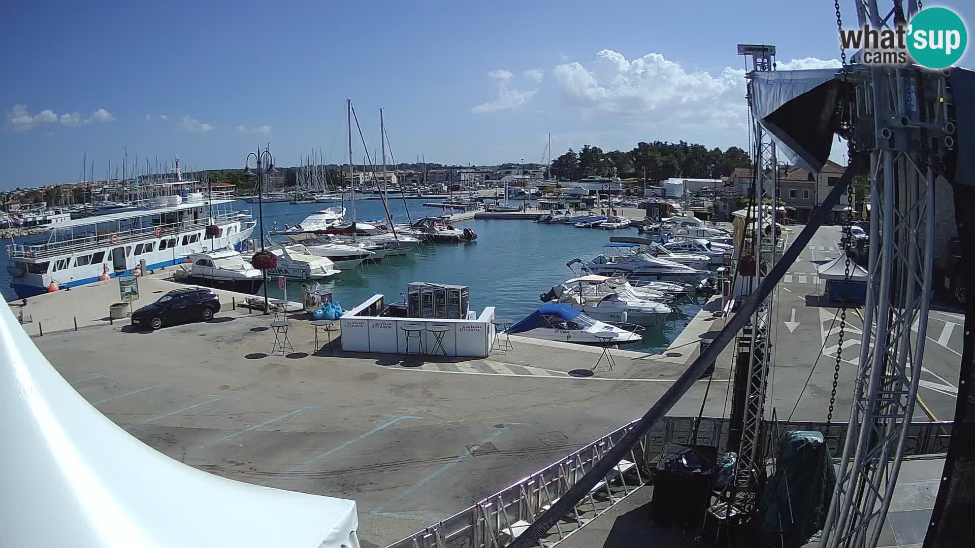 Novigrad | Porporela marina