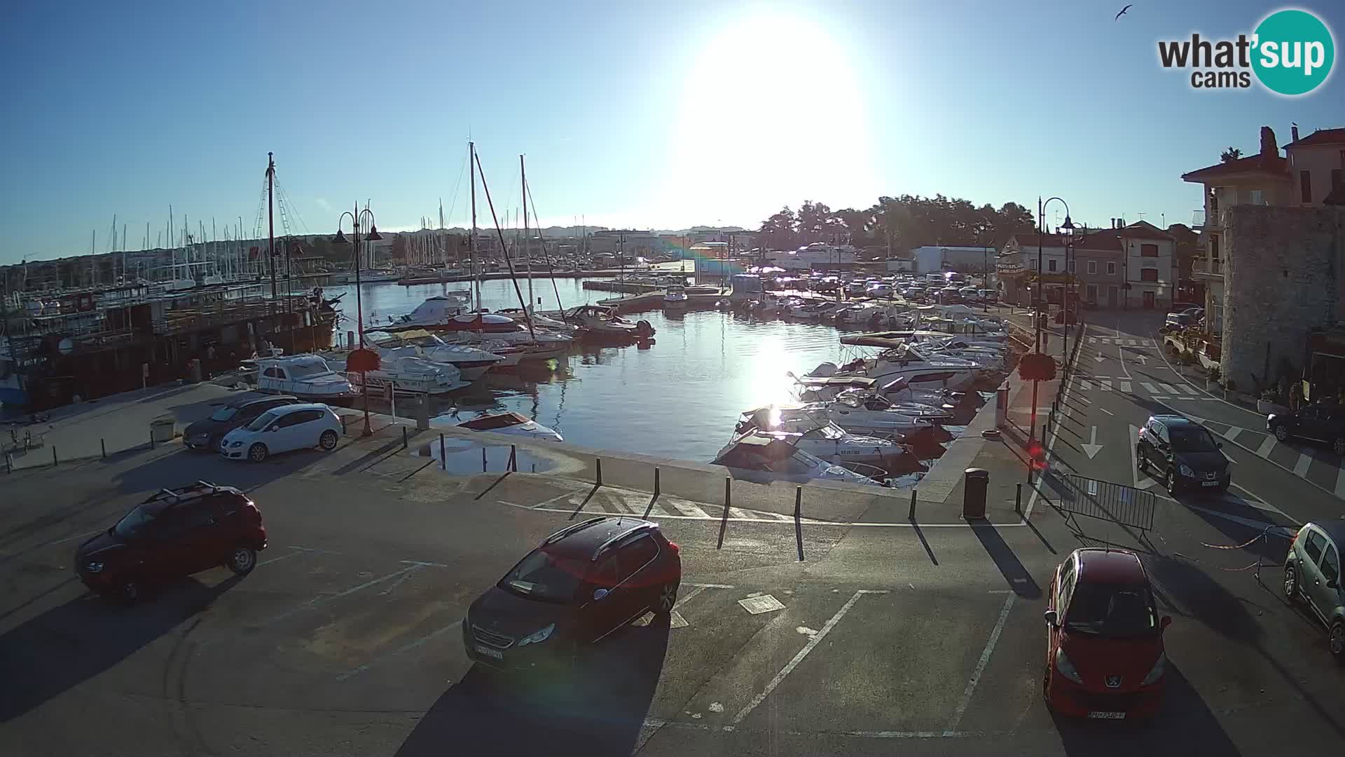 Novigrad | Porporela marina