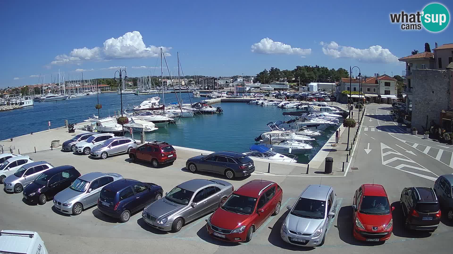 Novigrad | Porporela marina