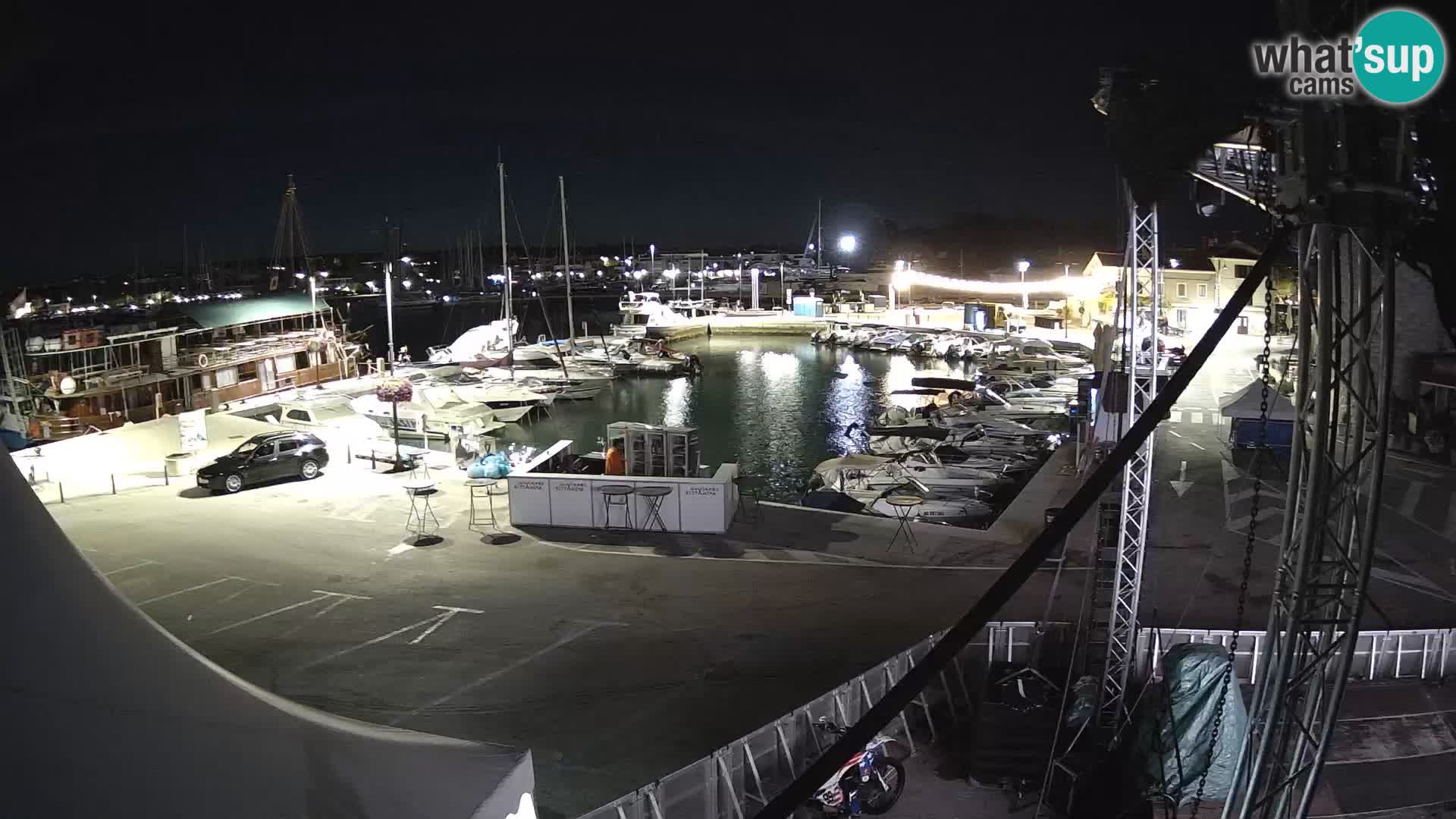 Novigrad | Porporela marina