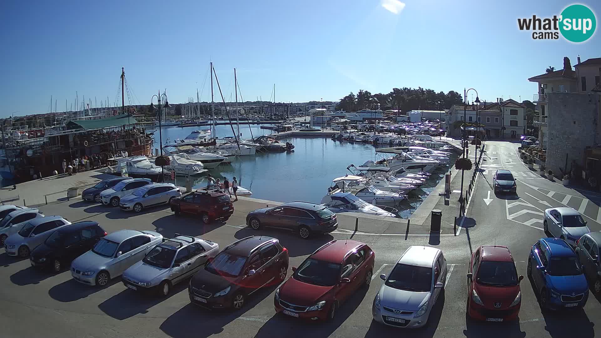 Novigrad | Porporela marina