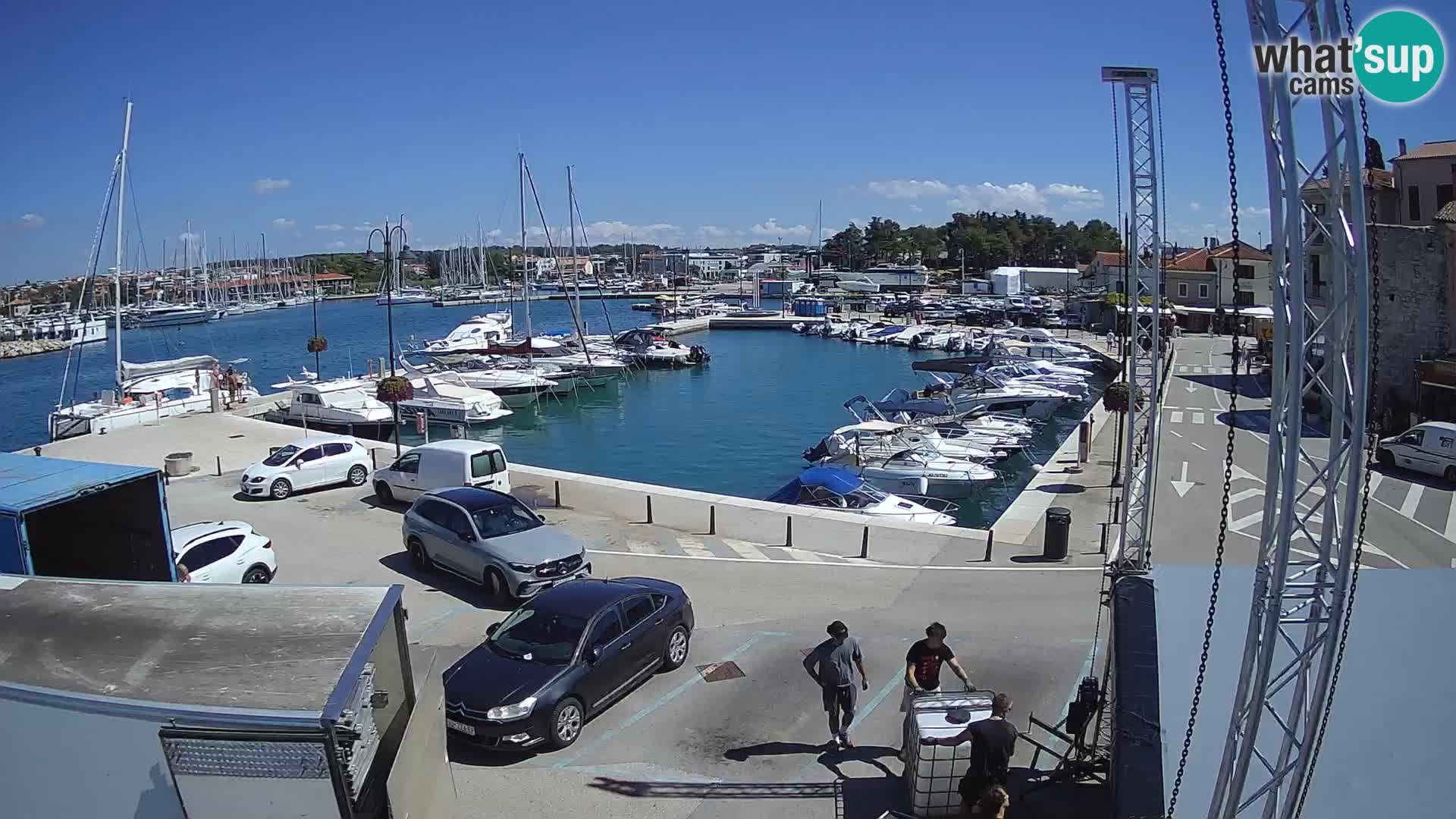 Novigrad | Porporela marina