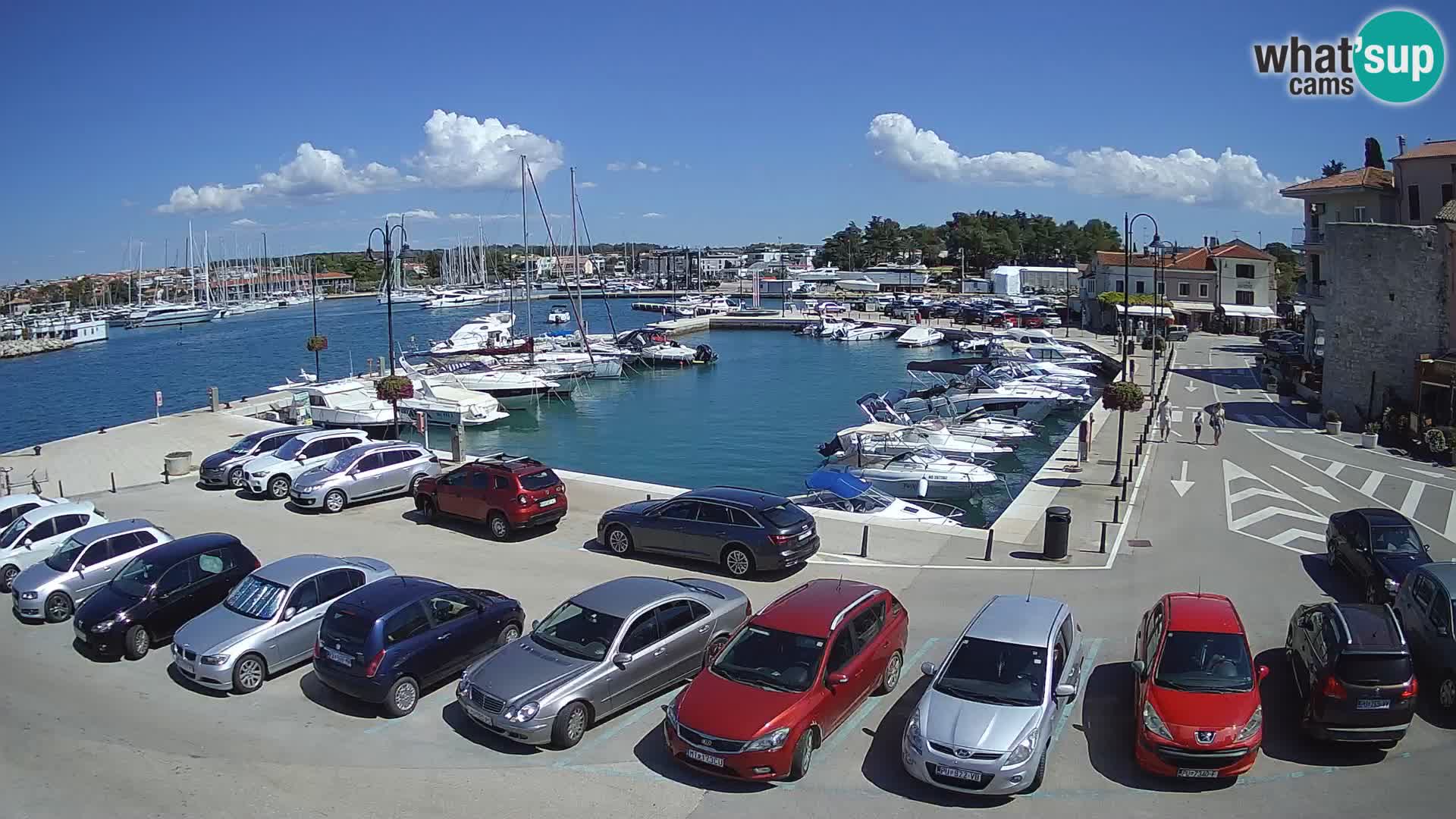 Novigrad | Porporela marina