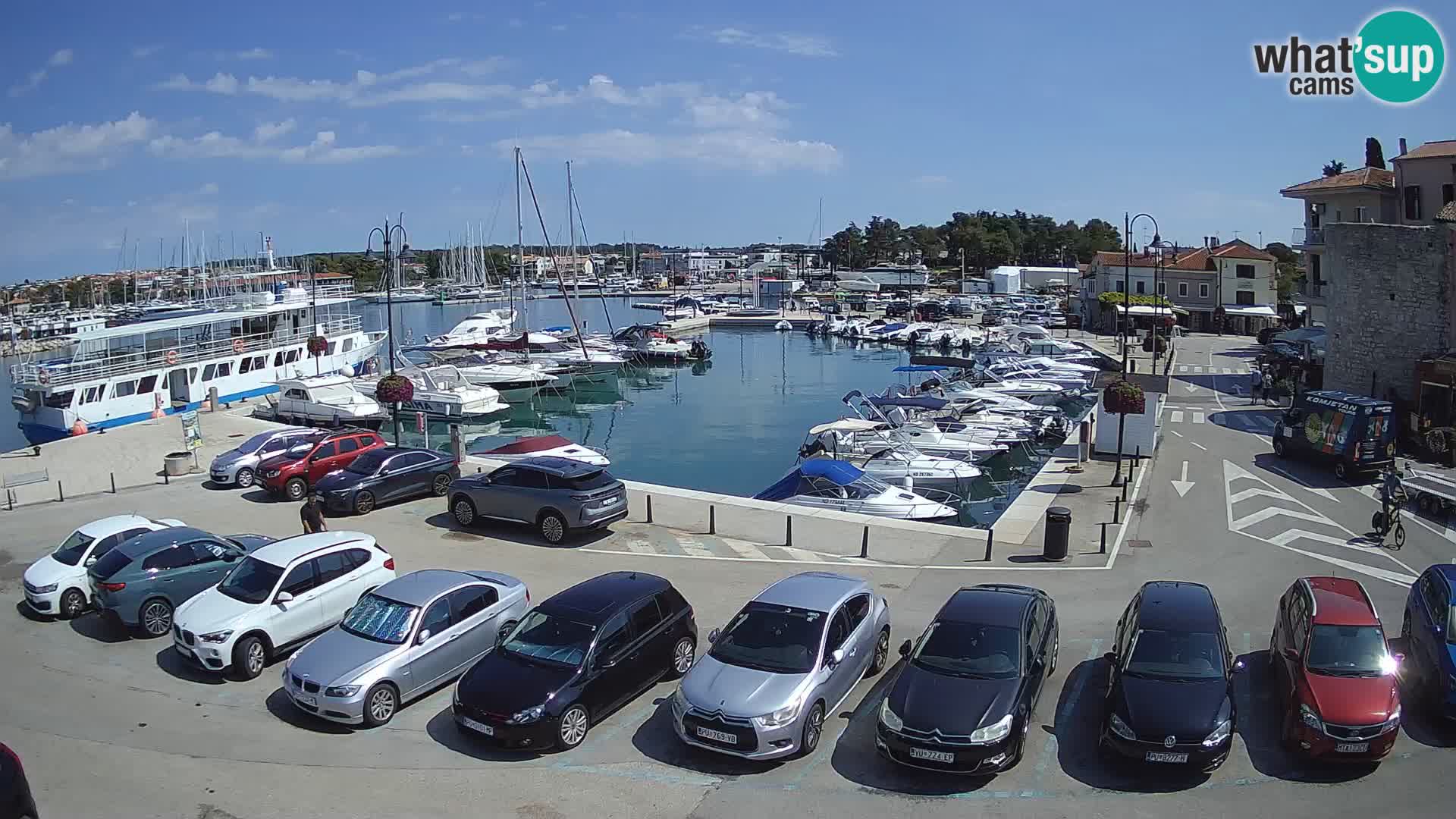 Novigrad | Porporela marina