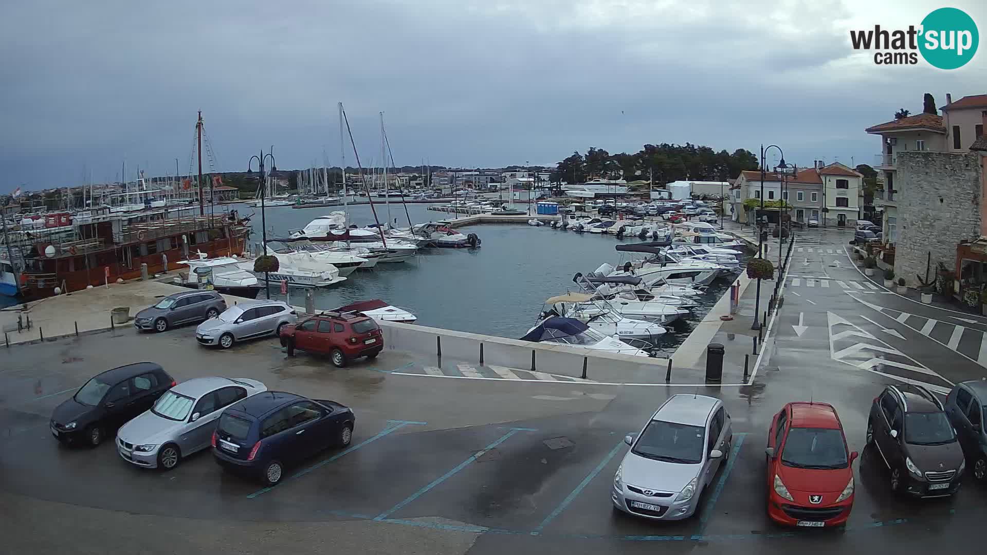Novigrad | Porporela marina