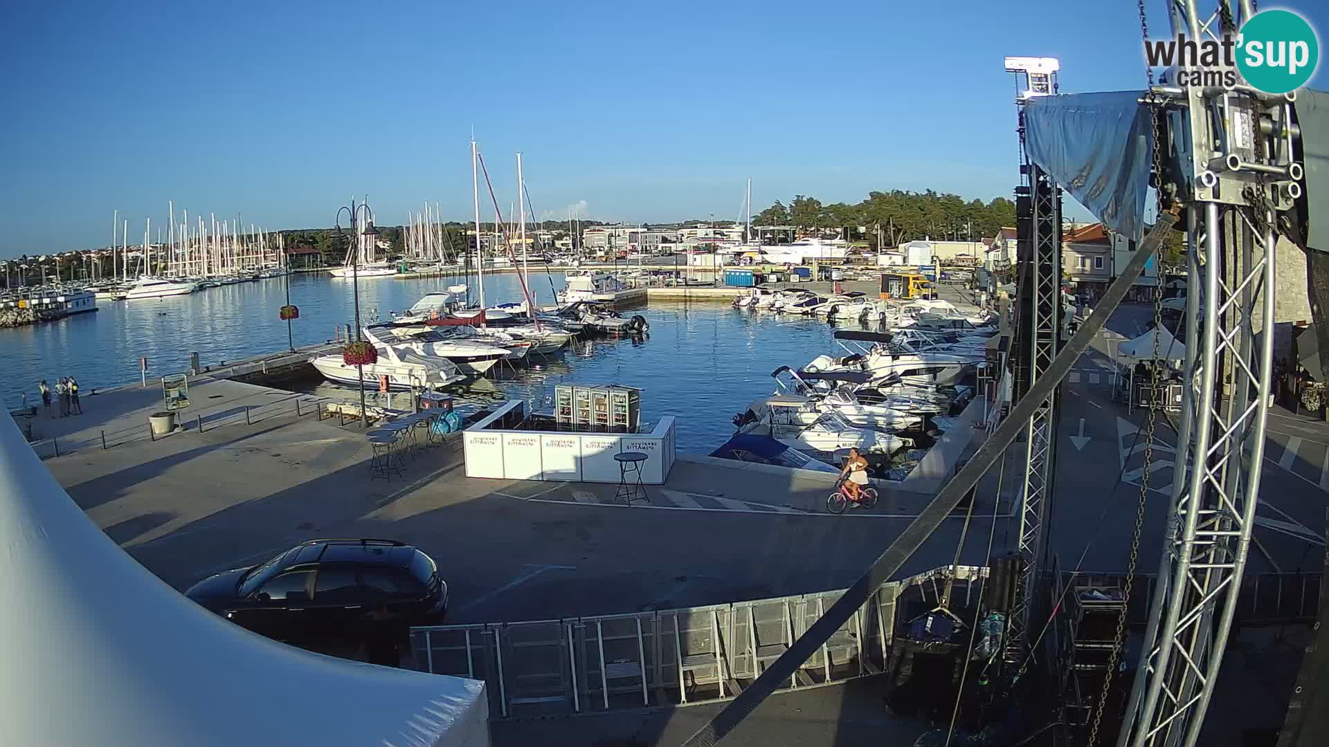 Novigrad | Porporela marina