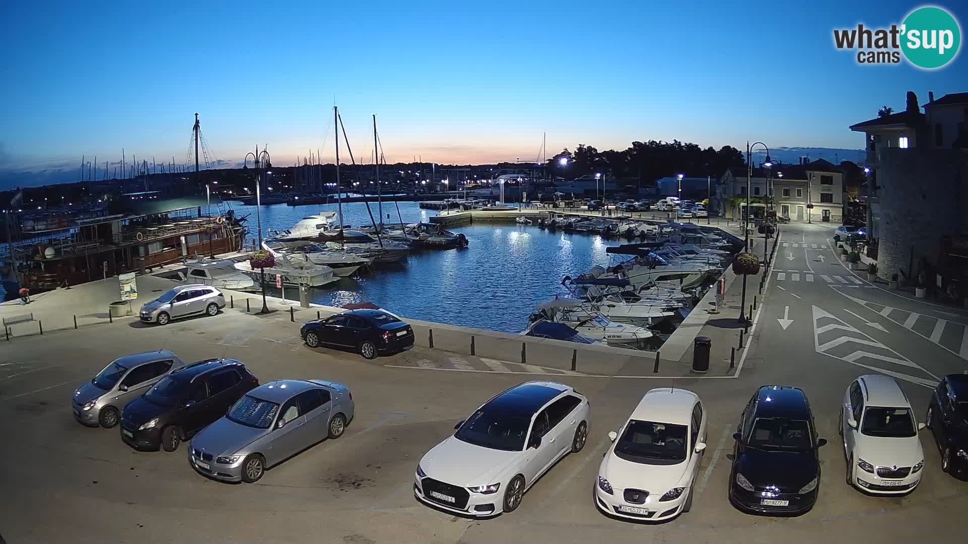 Novigrad | Porporela marina
