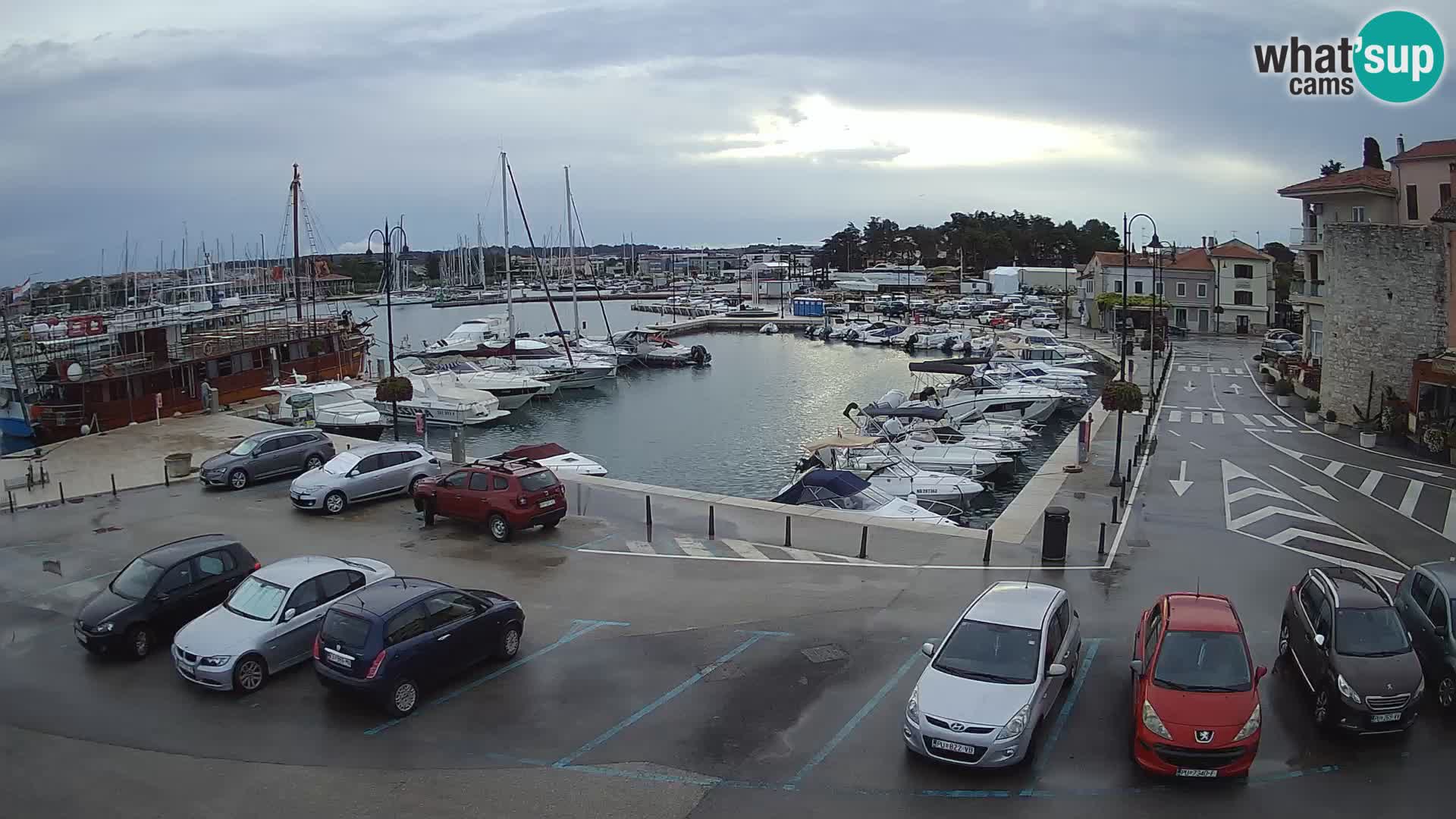 Novigrad | Porporela marina