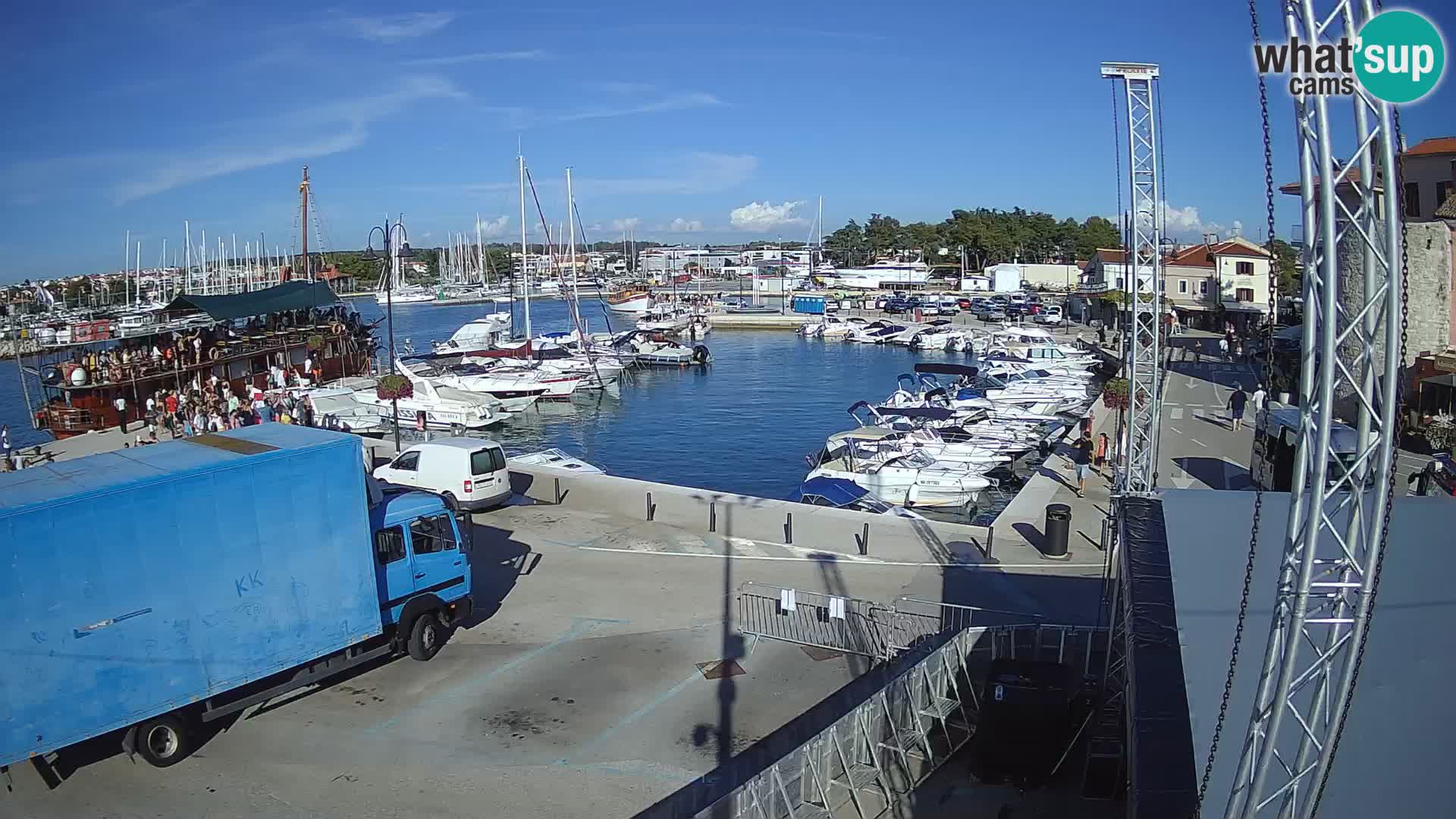 Novigrad | Porporela marina