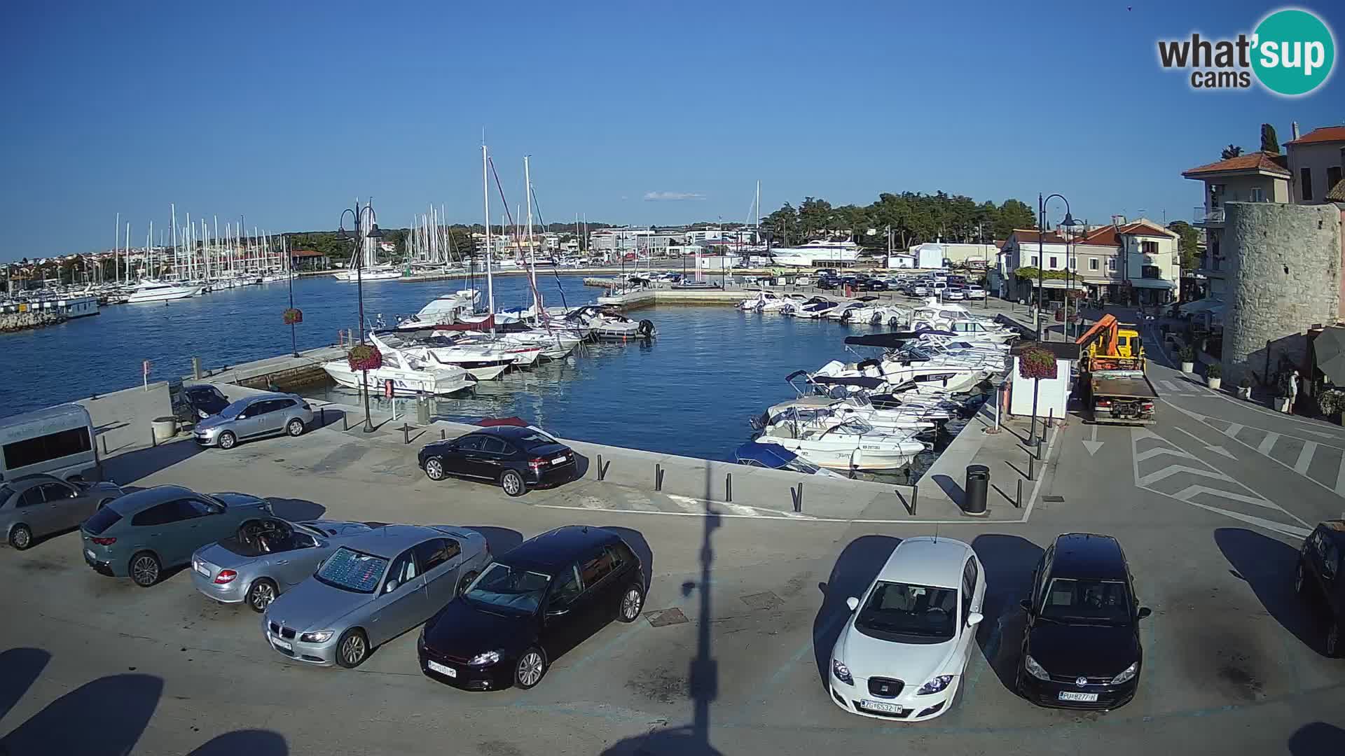 Novigrad | Porporela marina