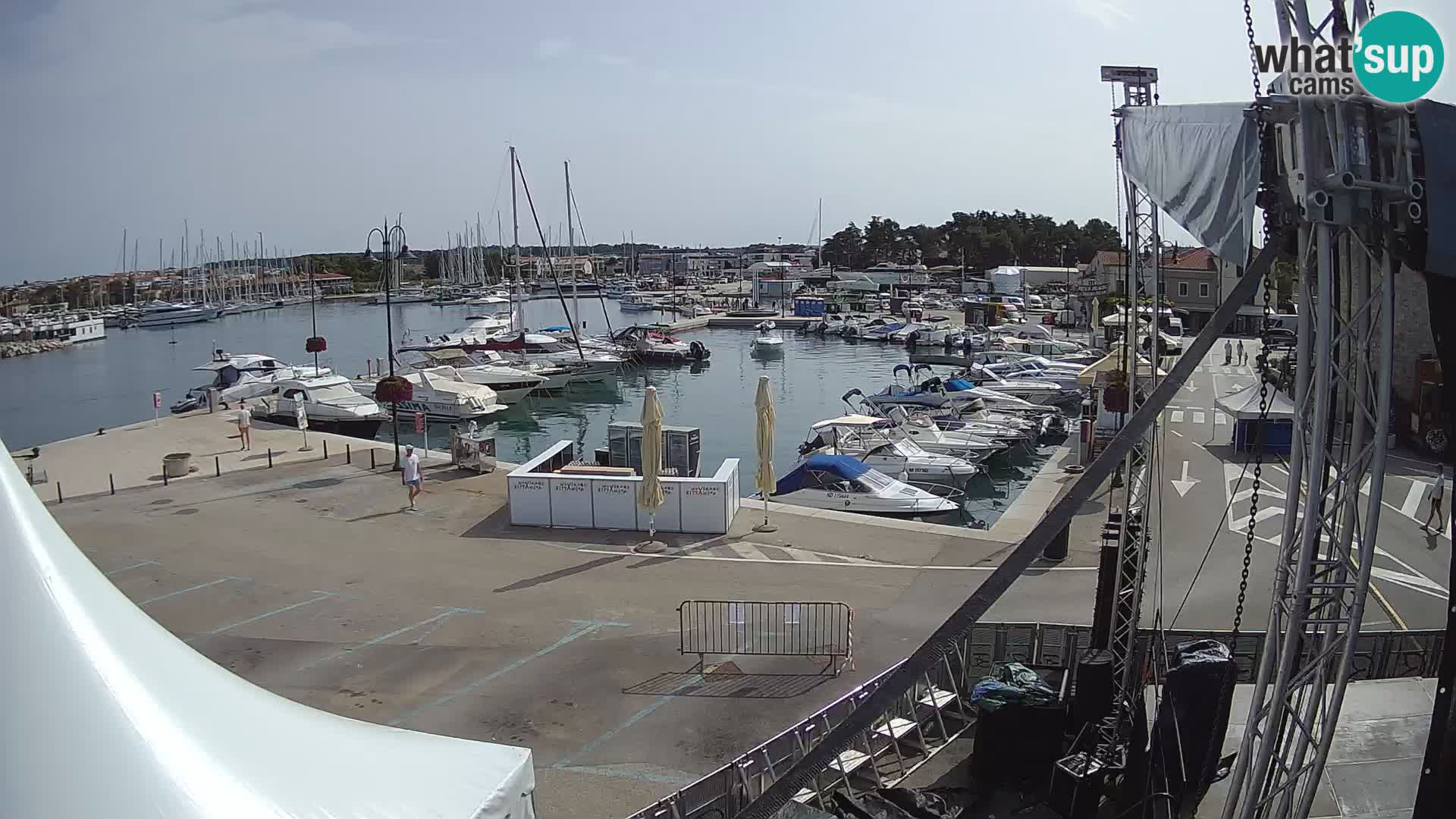 Novigrad | Porporela marina
