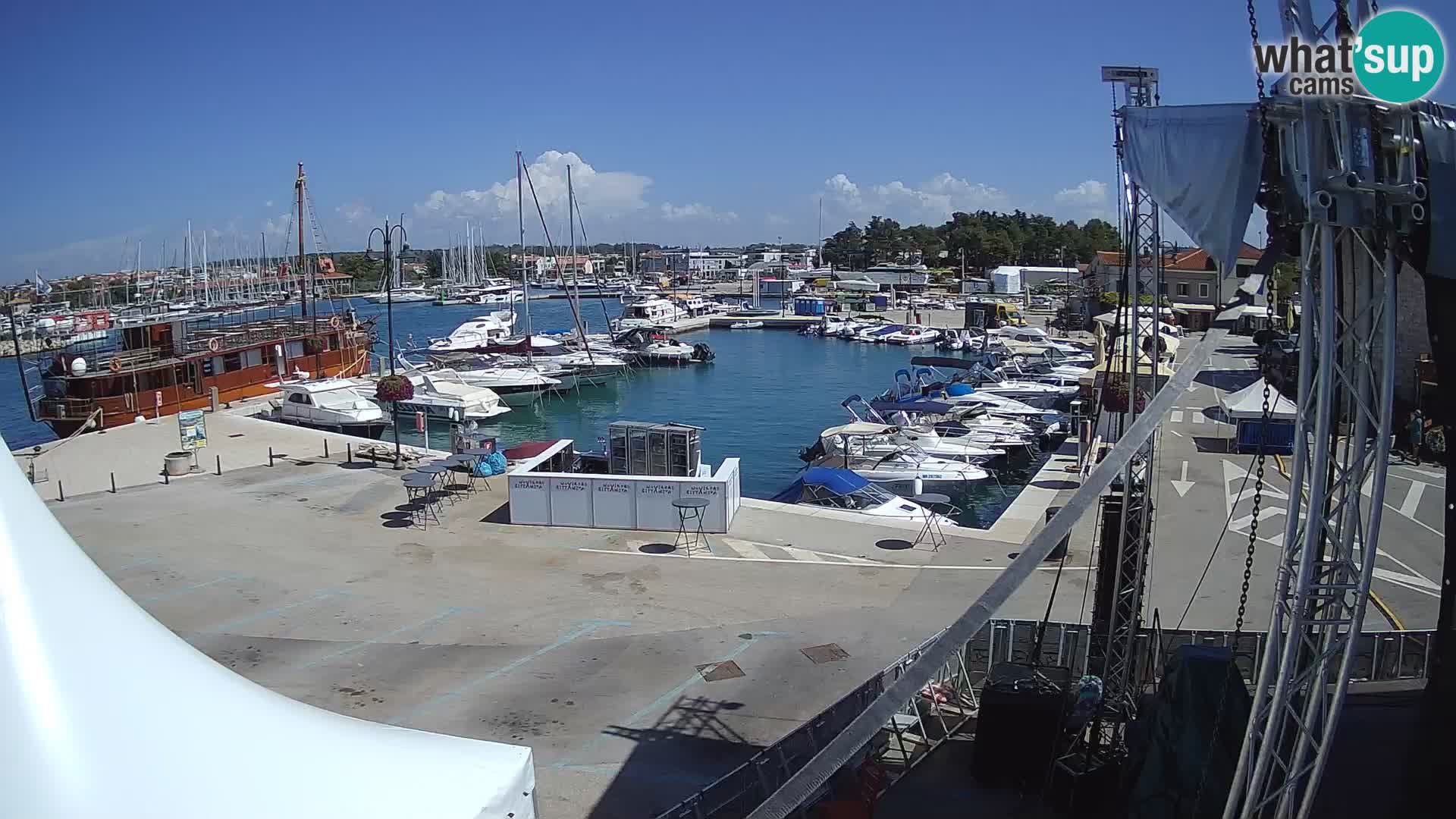 Novigrad | Porporela marina