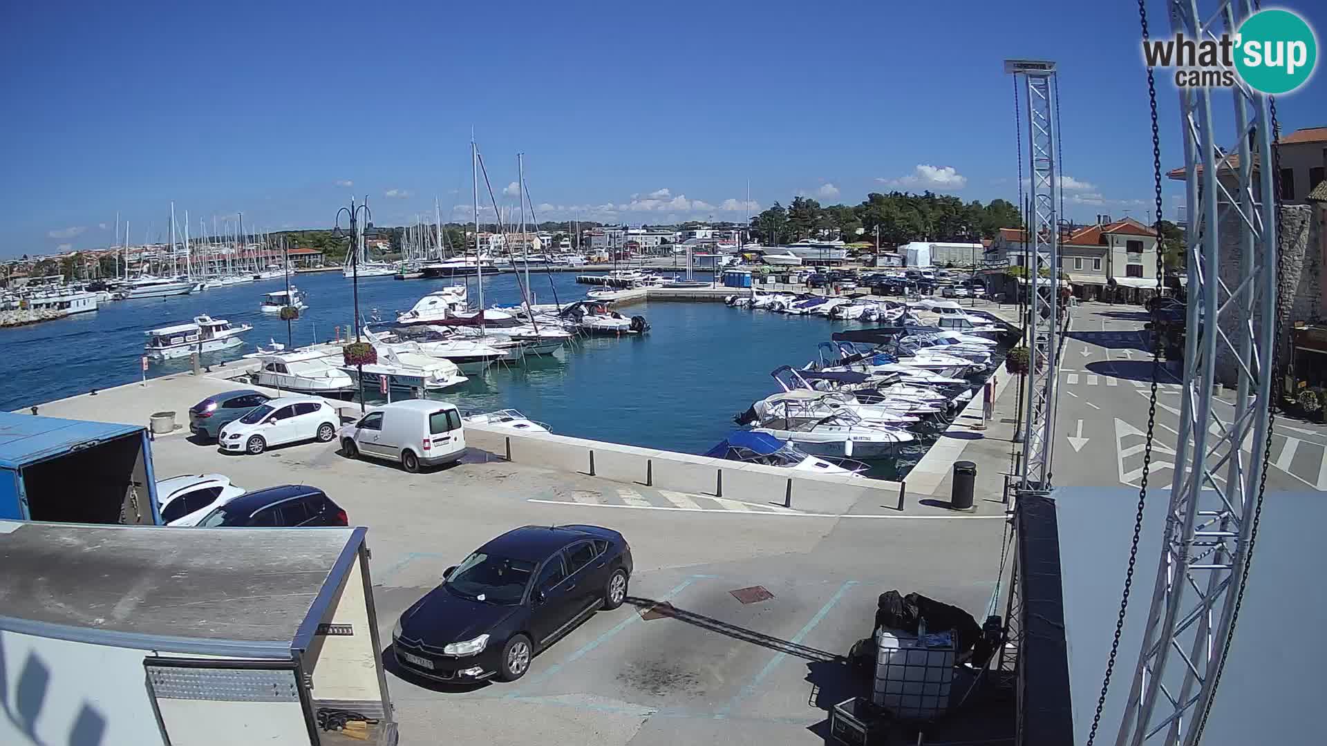 Novigrad | Porporela marina