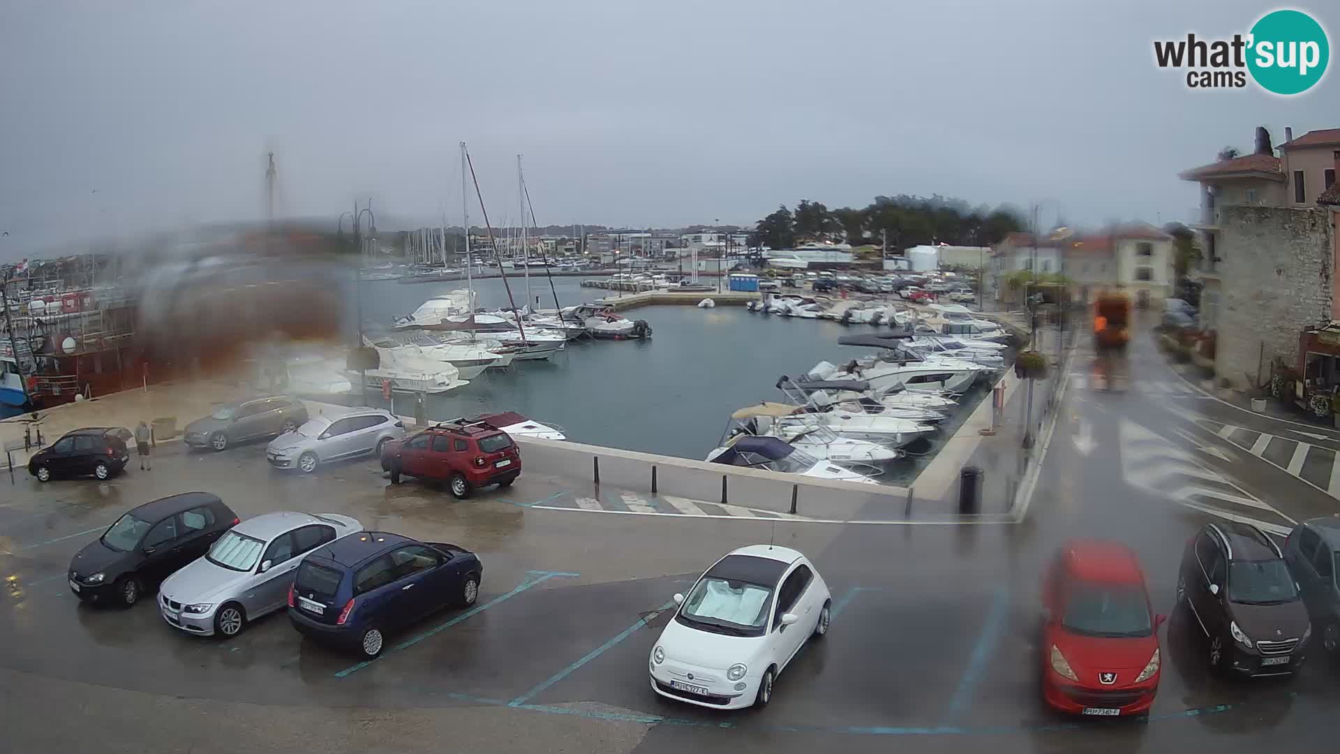Novigrad | Porporela marina