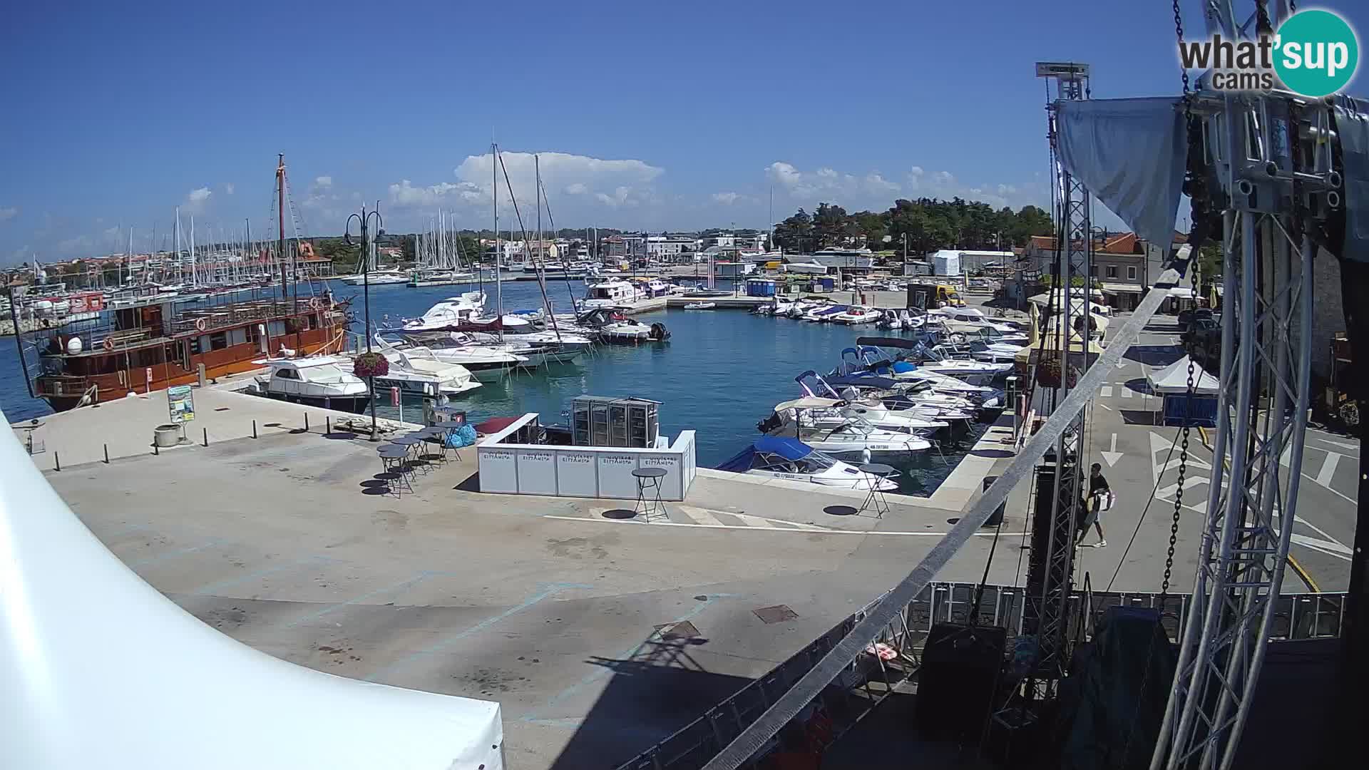 Novigrad | Porporela marina