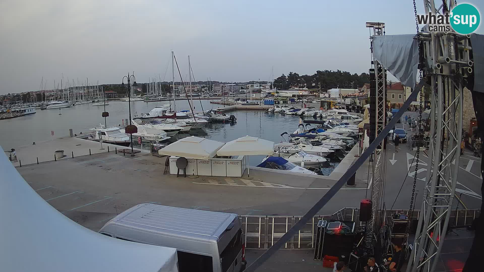 Novigrad | Porporela marina