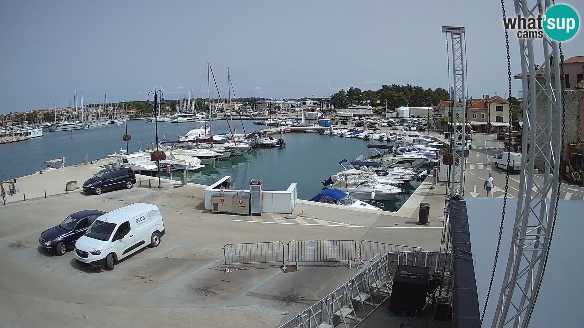 Novigrad | Porporela marina