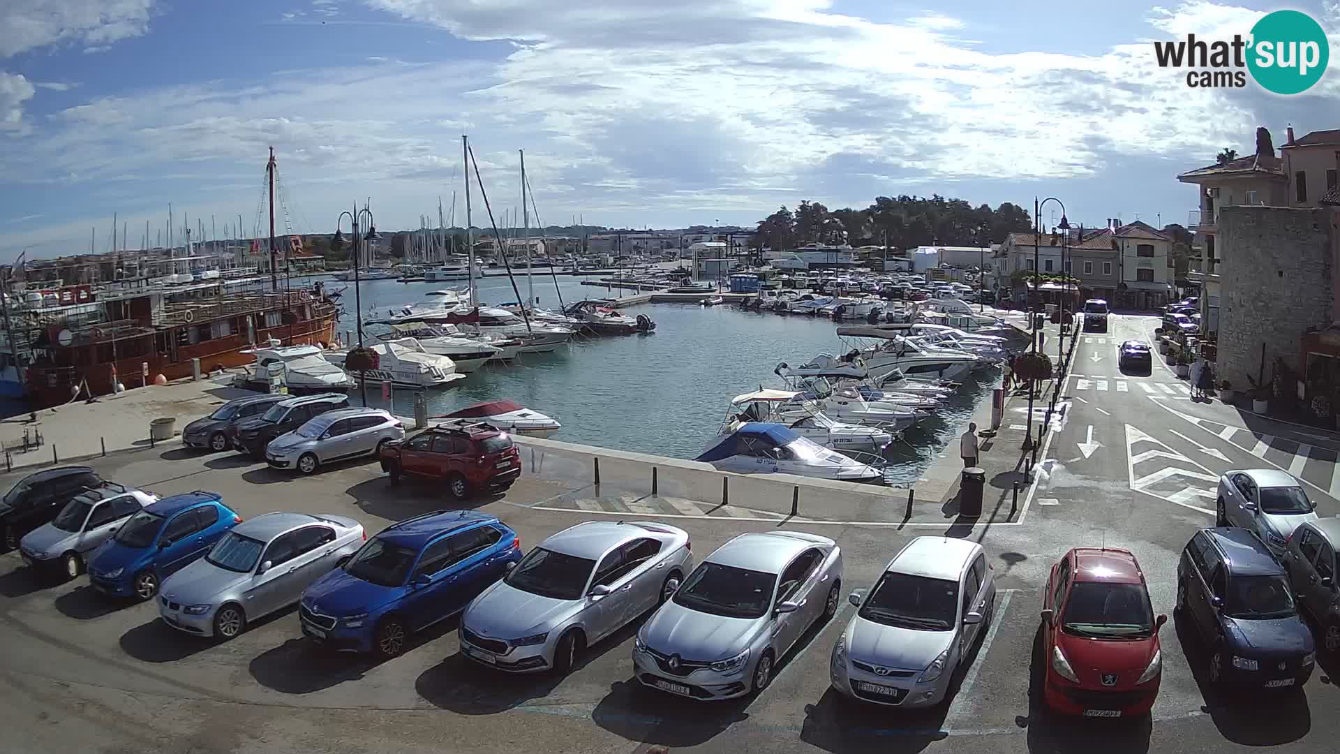 Novigrad | Porporela marina