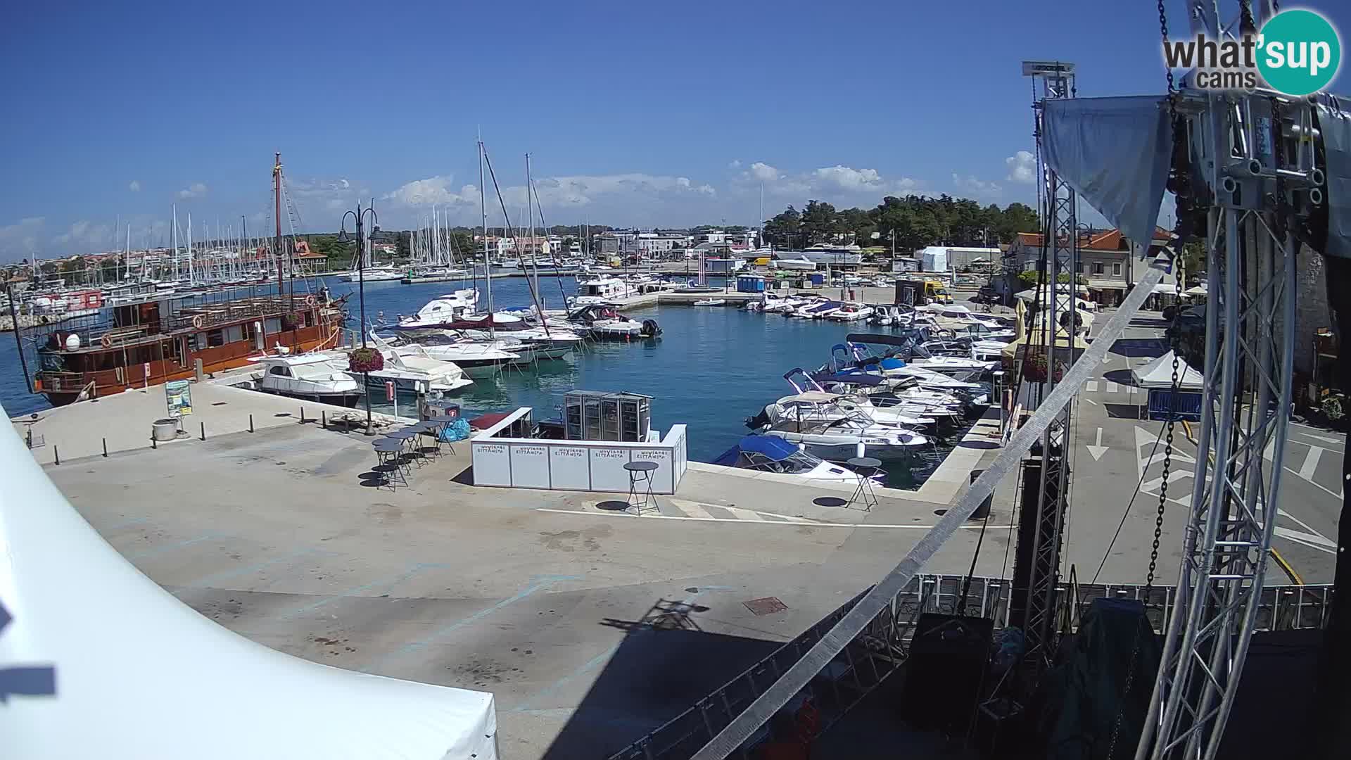 Novigrad | Porporela marina