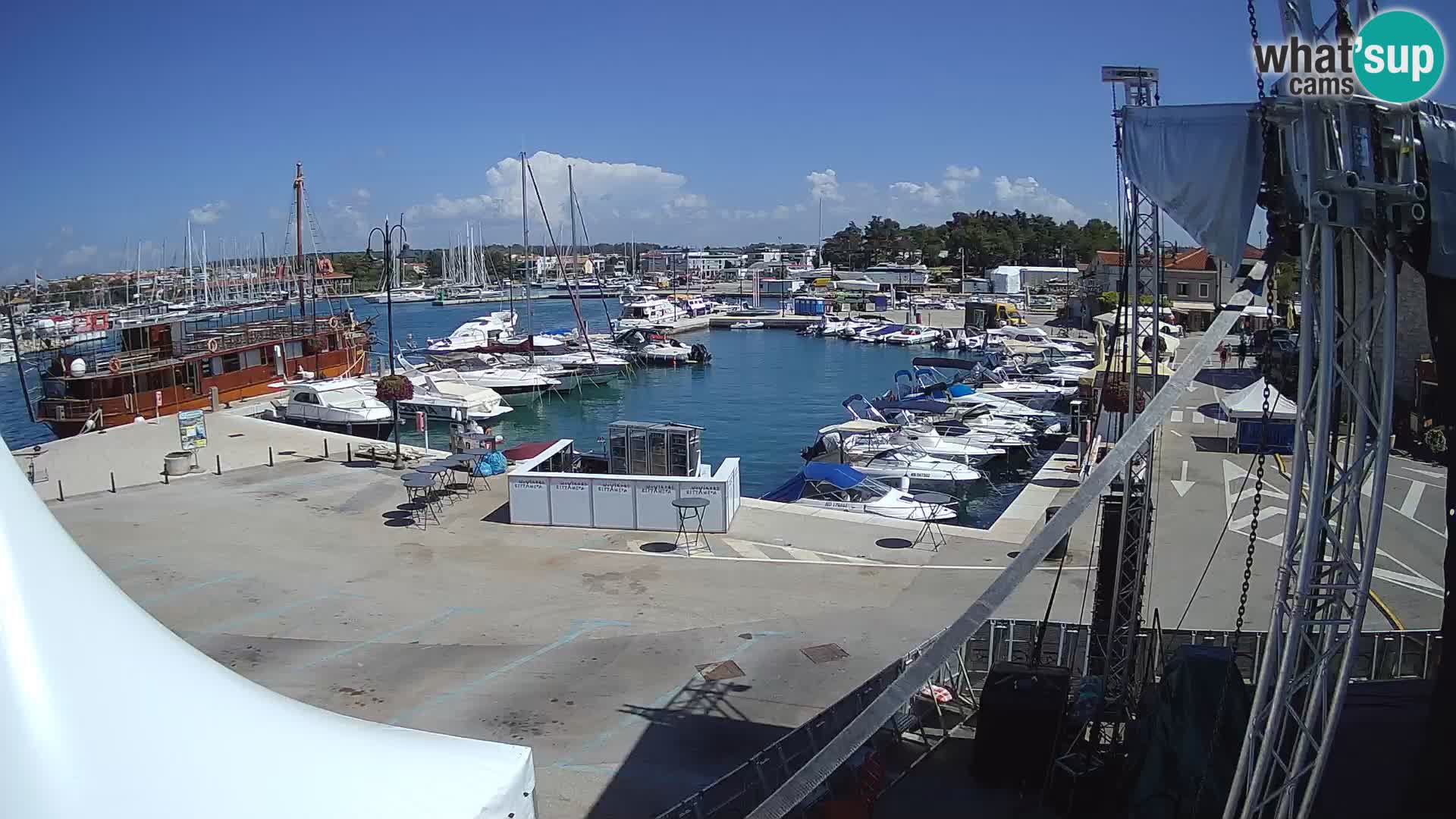Novigrad | Porporela marina