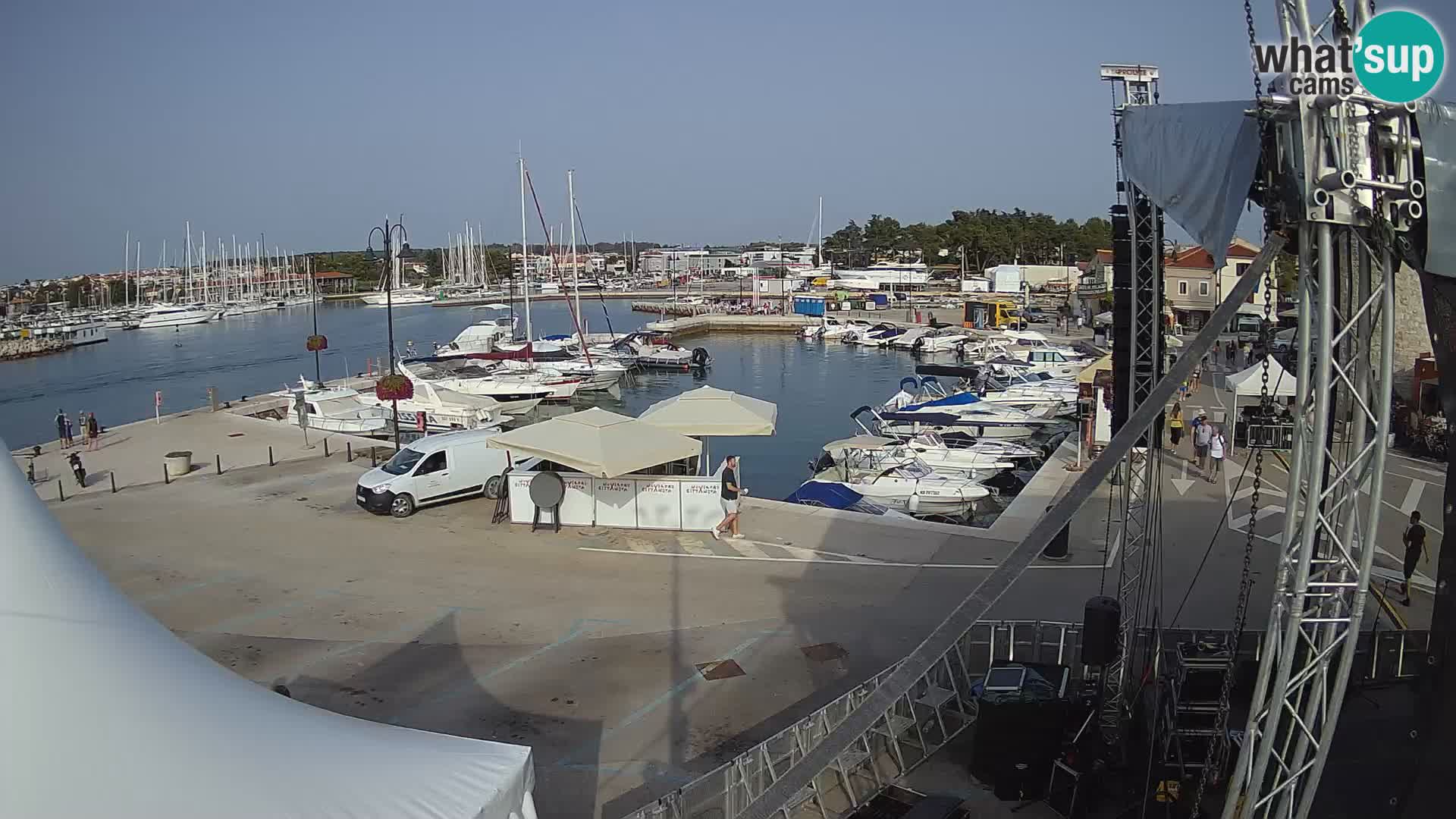 Novigrad | Porporela marina