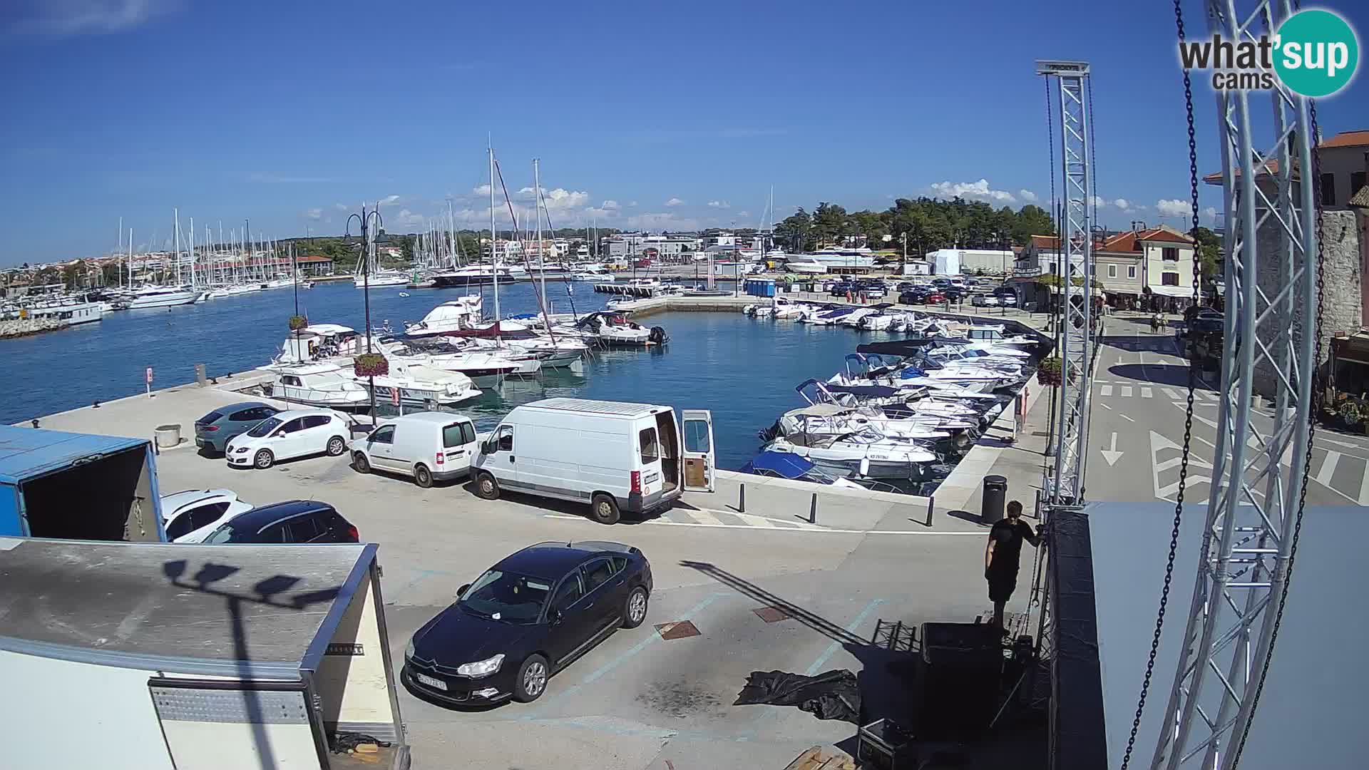 Novigrad | Porporela marina