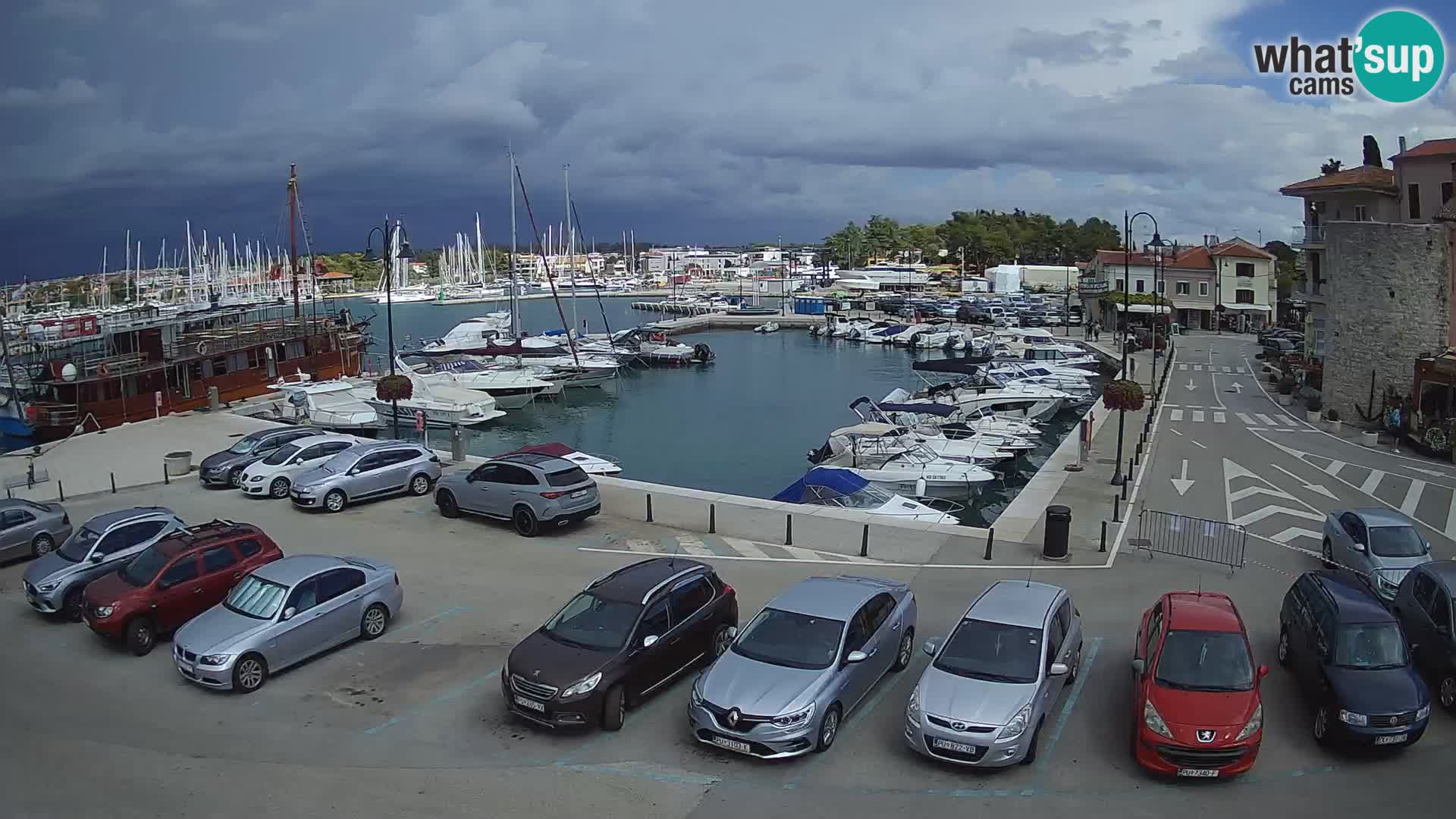 Novigrad | Porporela marina