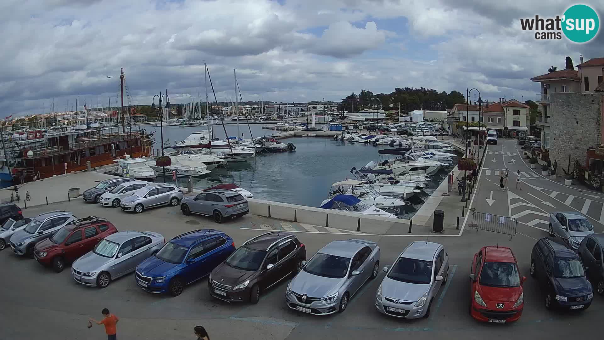 Novigrad | Porporela marina