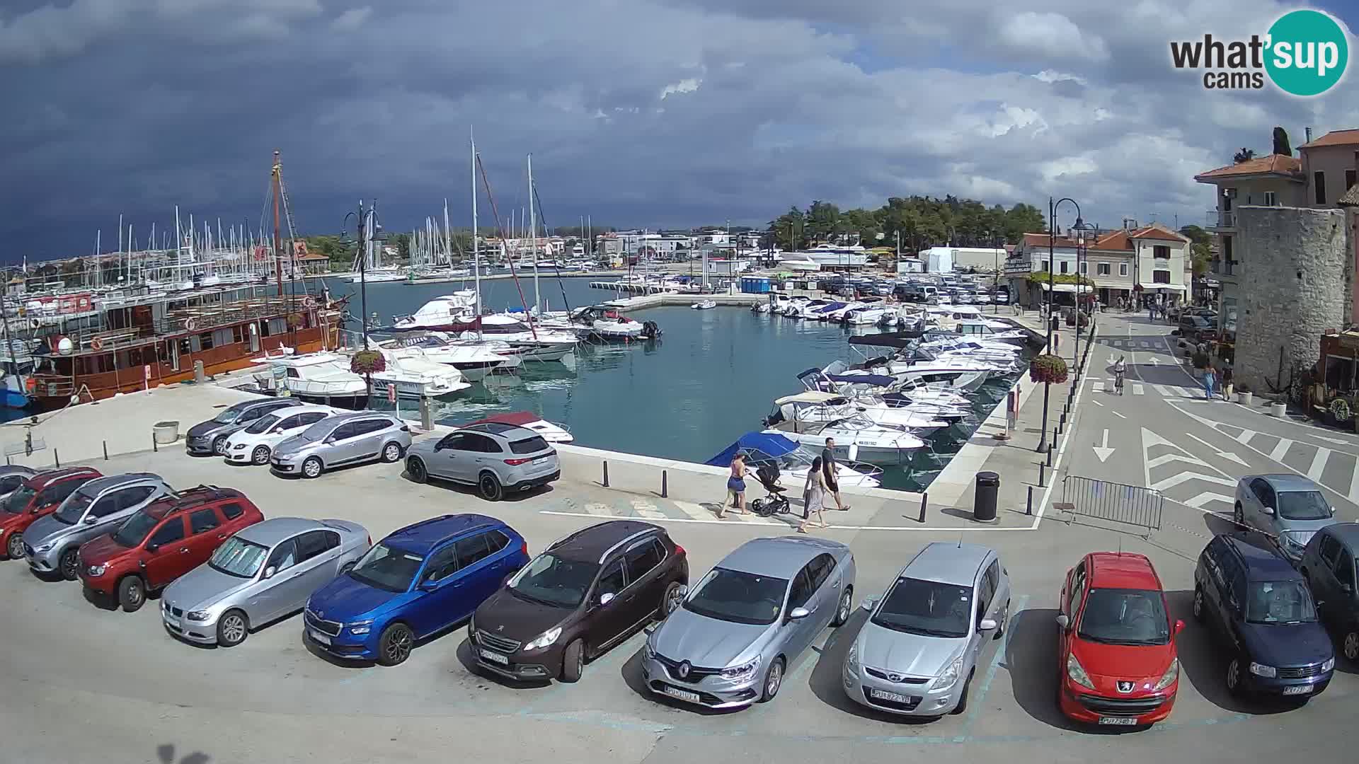 Novigrad | Porporela marina