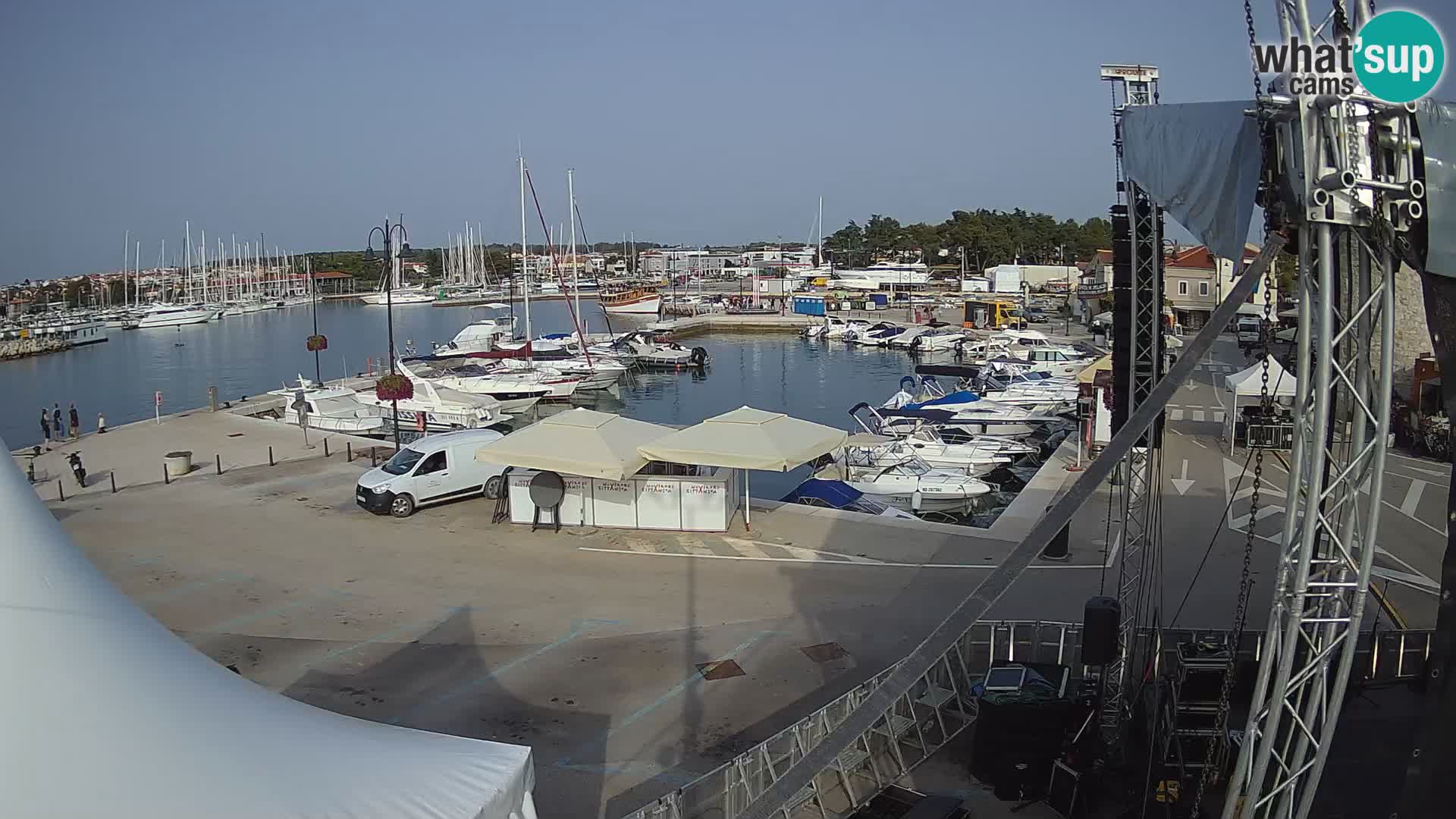 Novigrad | Porporela marina