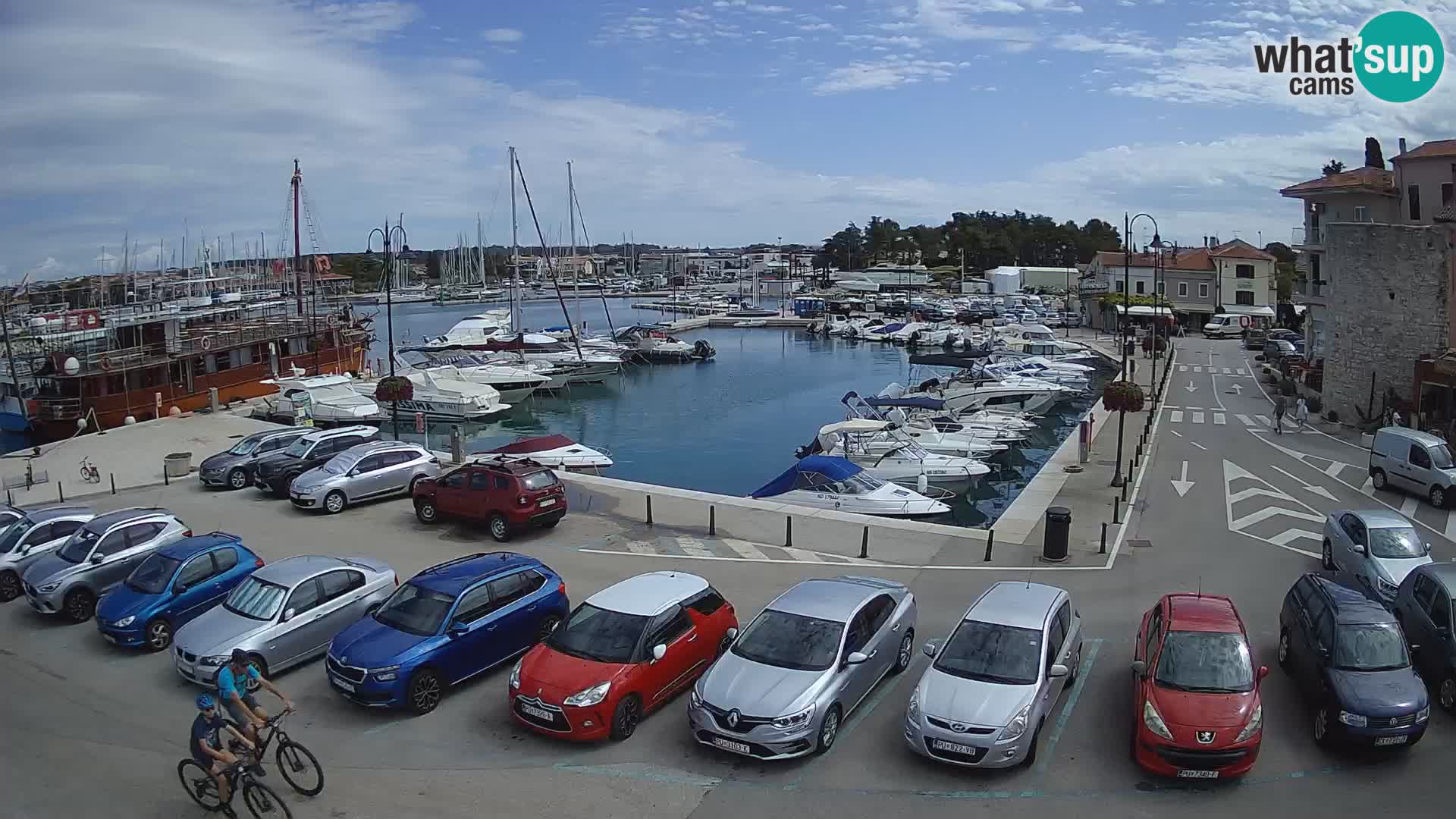 Novigrad | Porporela marina