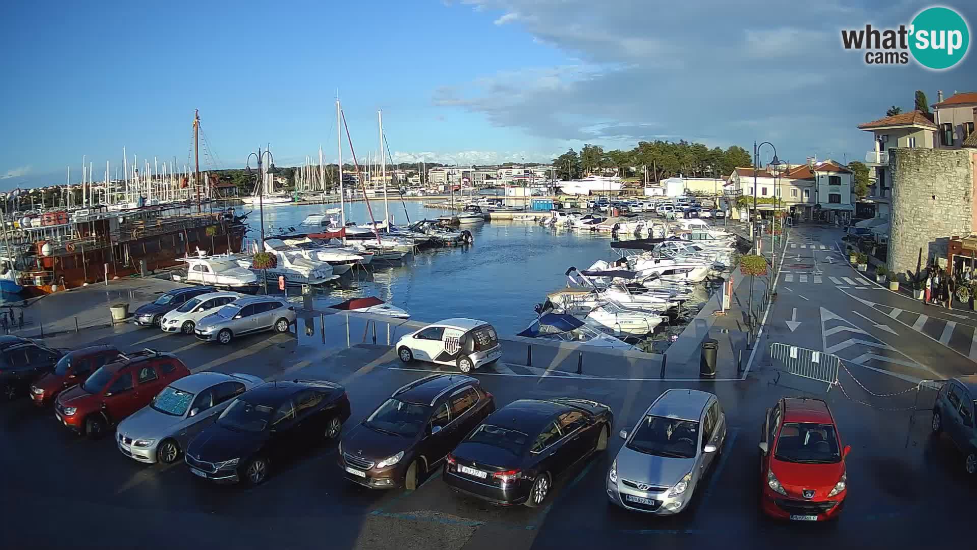 Novigrad | Porporela marina