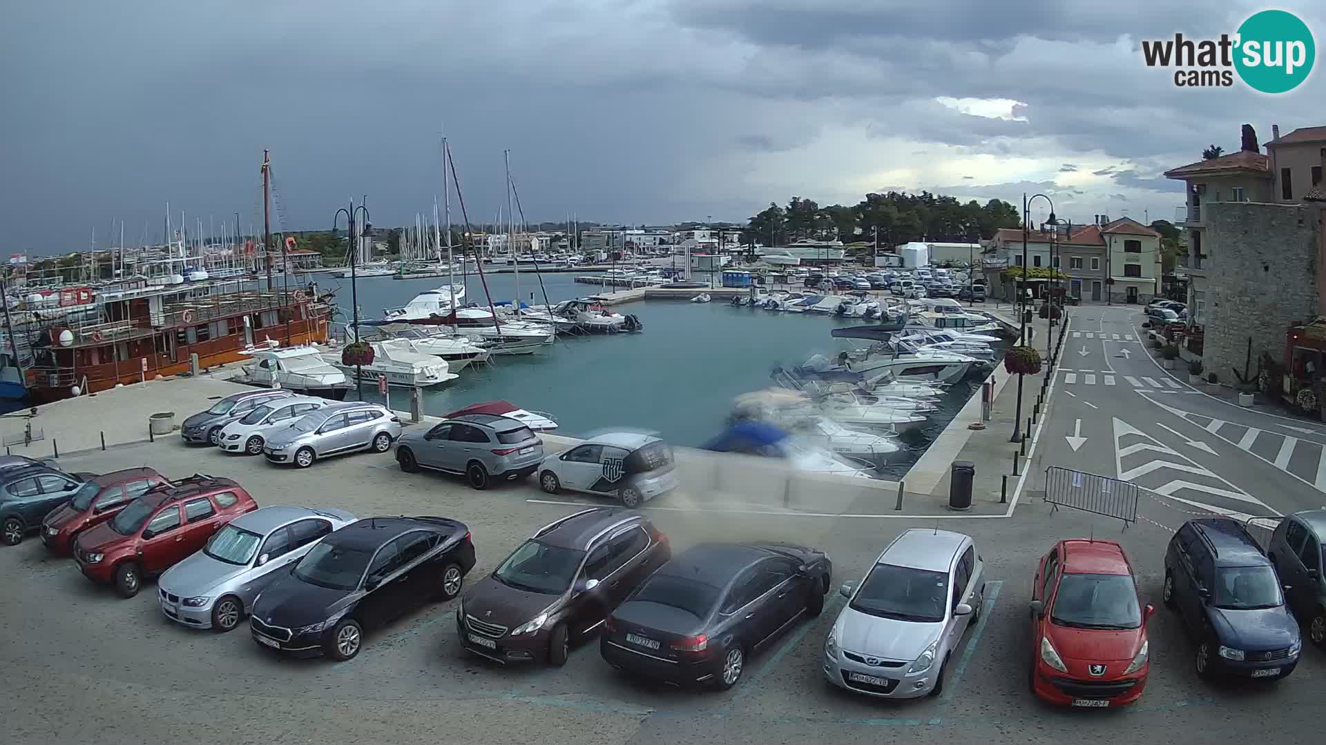 Novigrad | Porporela marina
