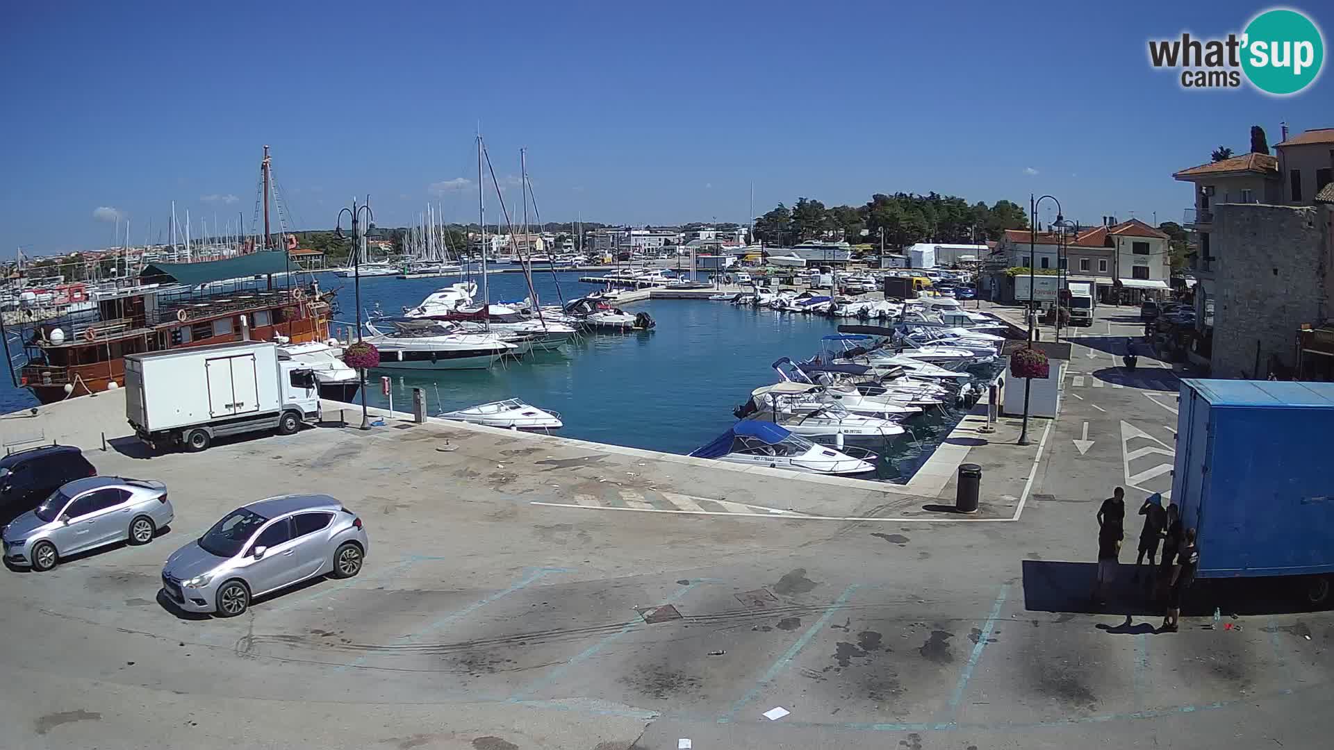 Novigrad | Porporela marina