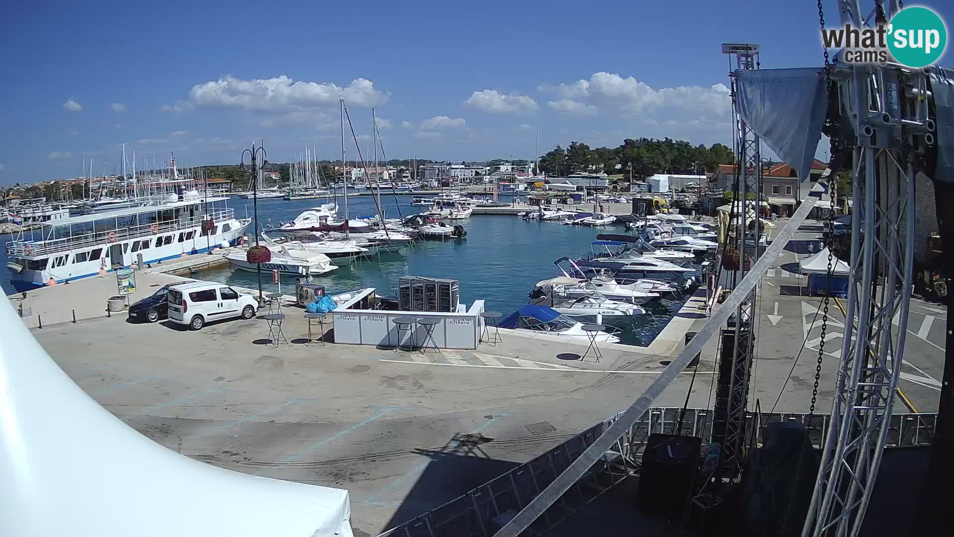 Novigrad | Porporela marina