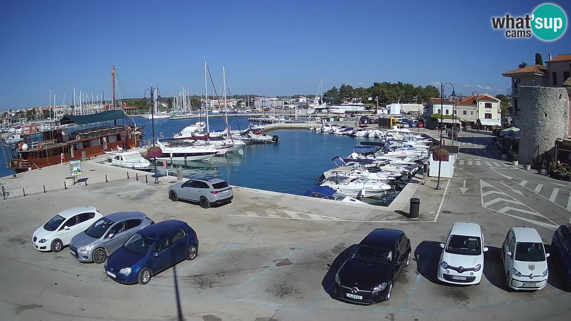 Novigrad | Porporela marina