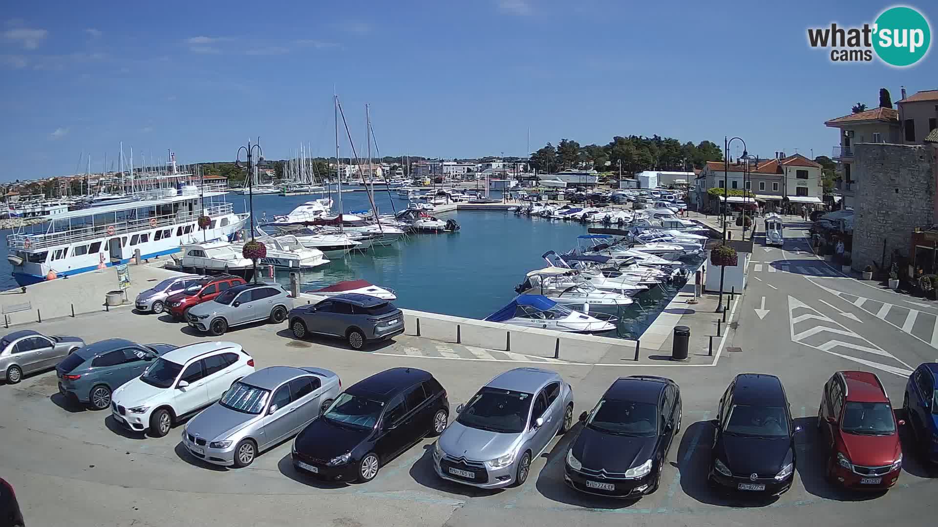 Novigrad | Porporela marina