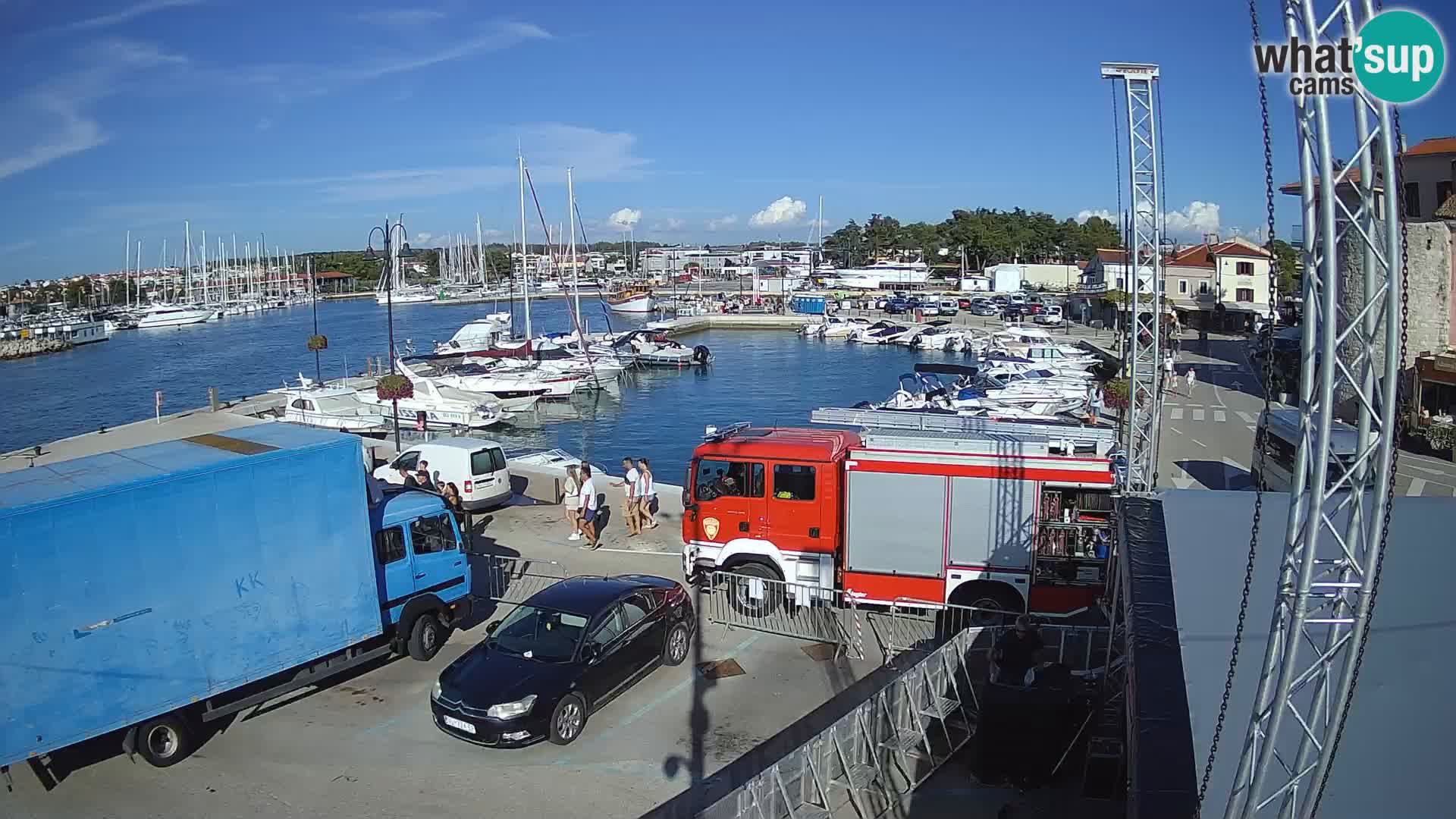 Novigrad | Porporela marina