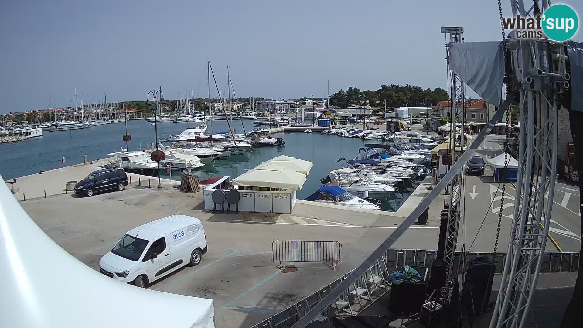 Novigrad | Porporela marina