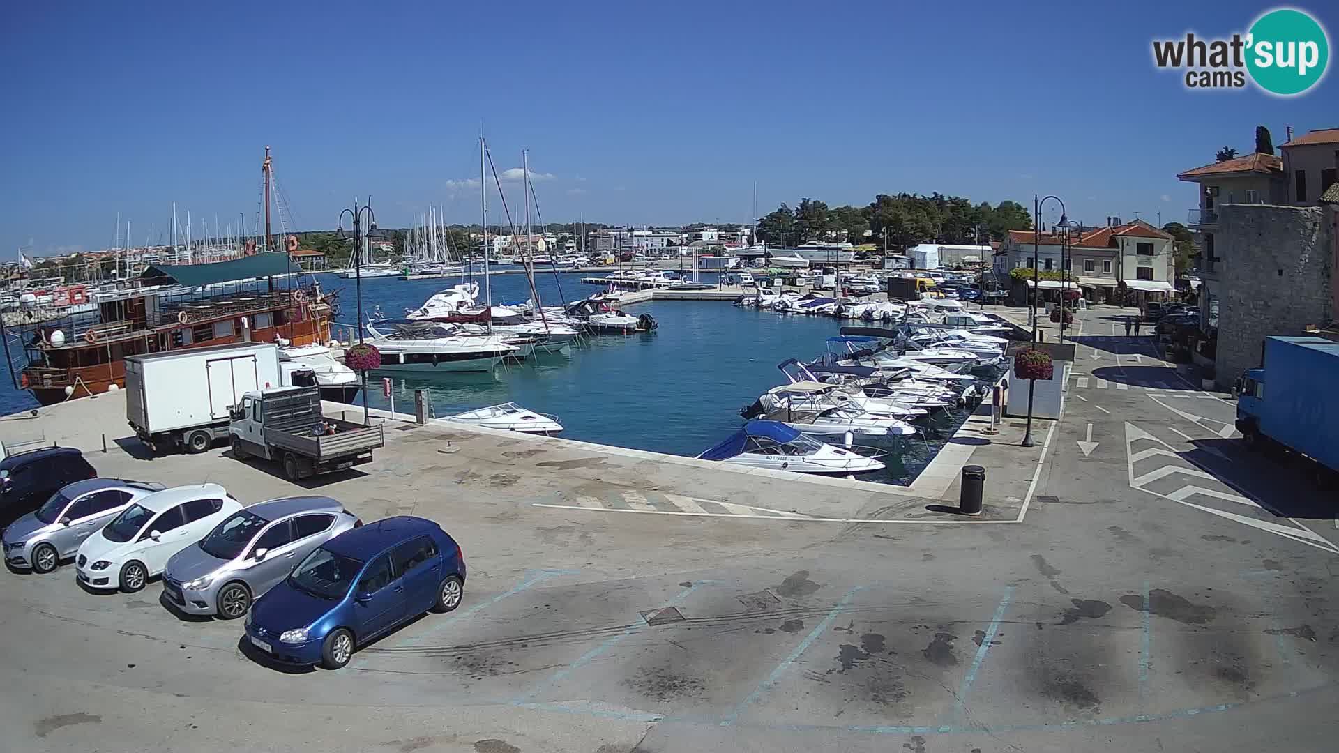 Novigrad | Porporela marina
